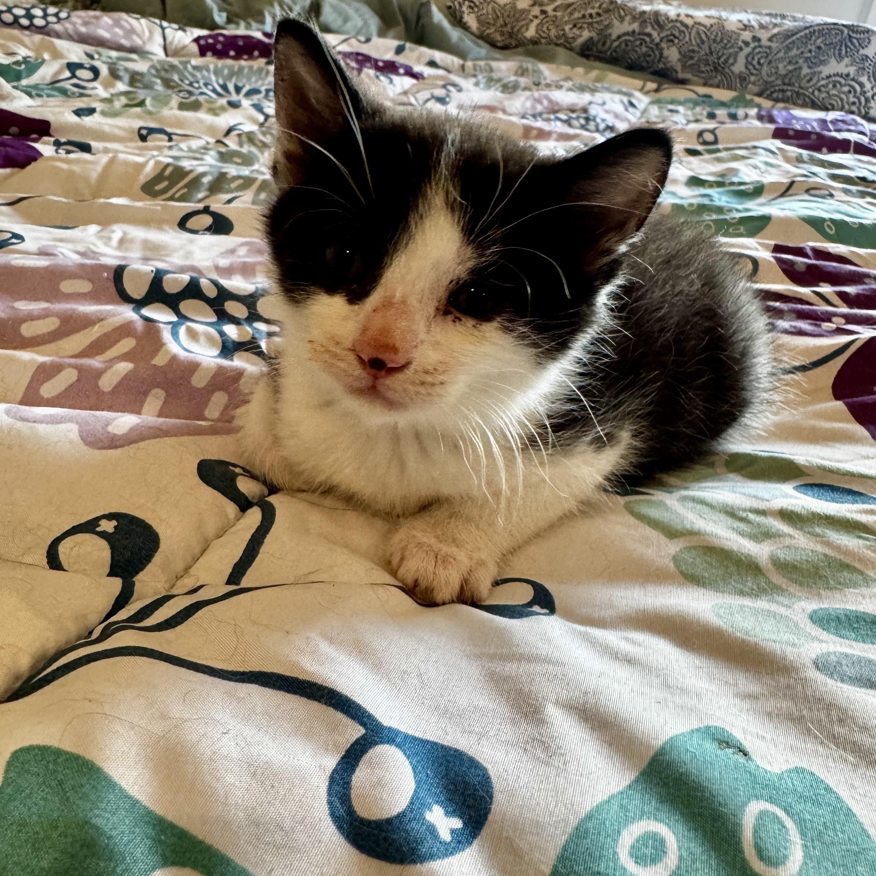Enlarge Kaspian, a Adoptable Domestic Short Hair in Moriches, NY image 3/3