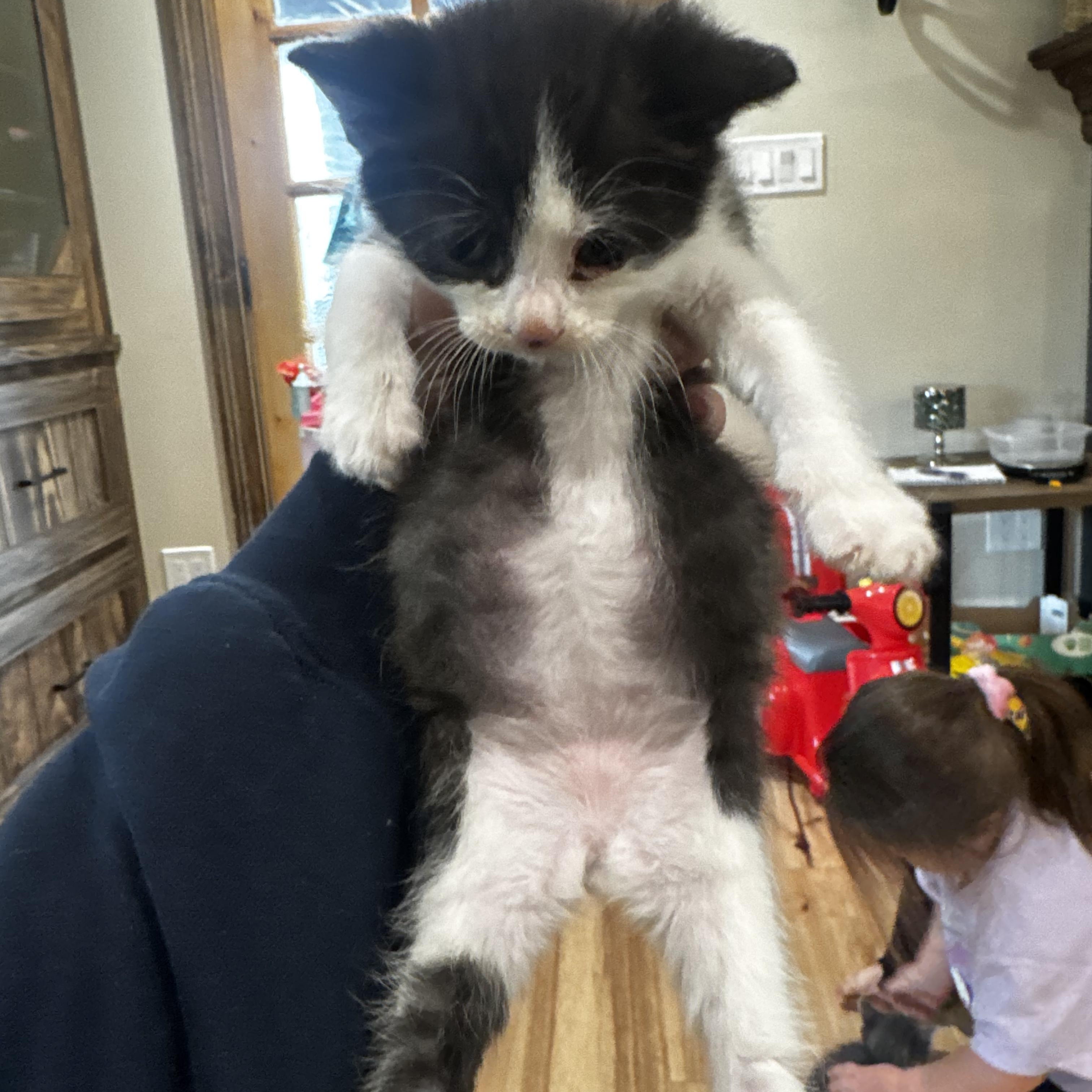 Enlarge Kaspian, a Adoptable Domestic Short Hair in Moriches, NY image 2/3