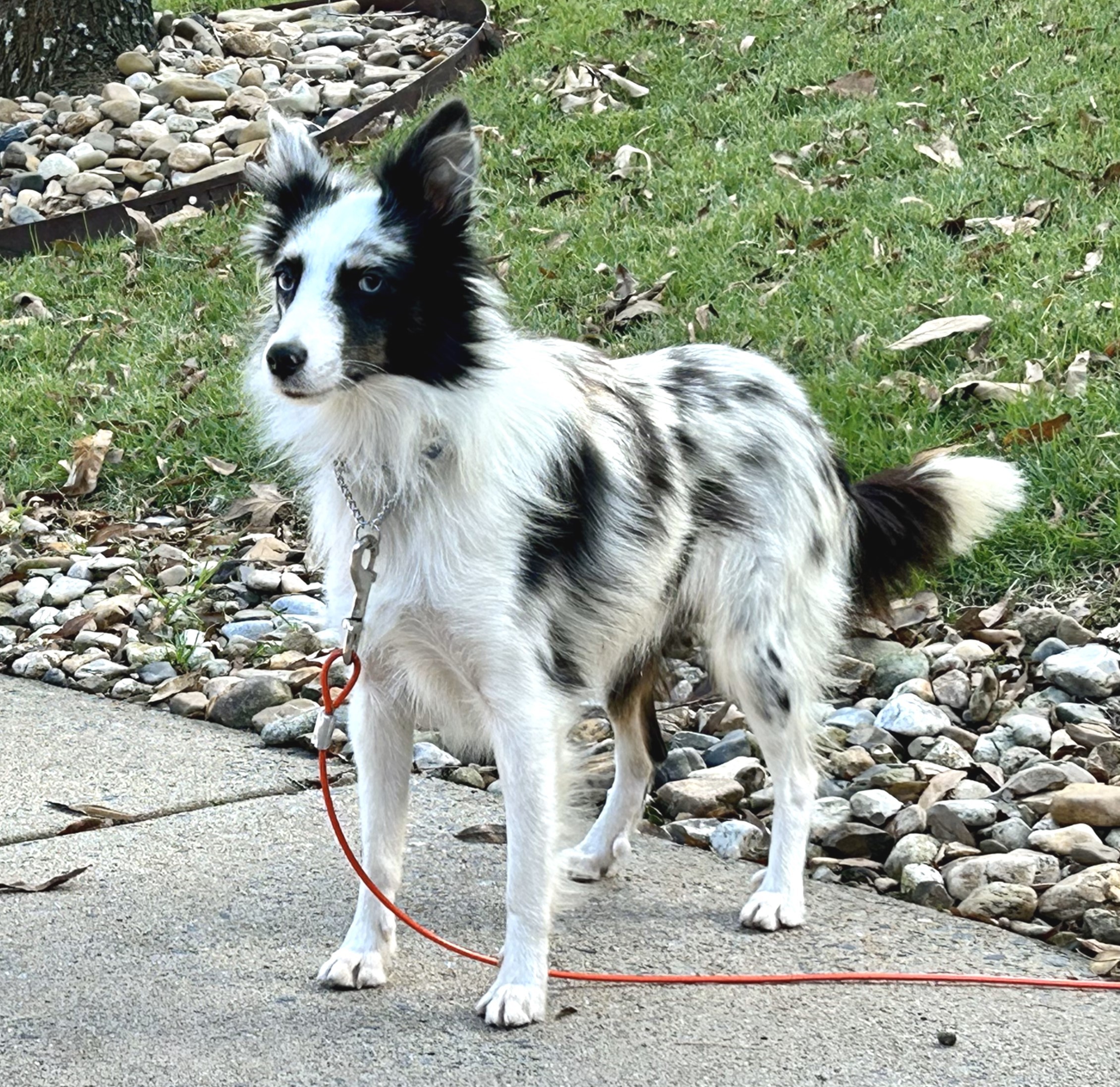 Farah, Adopted, Adult Female Shetland Sheepdog / Sheltie.