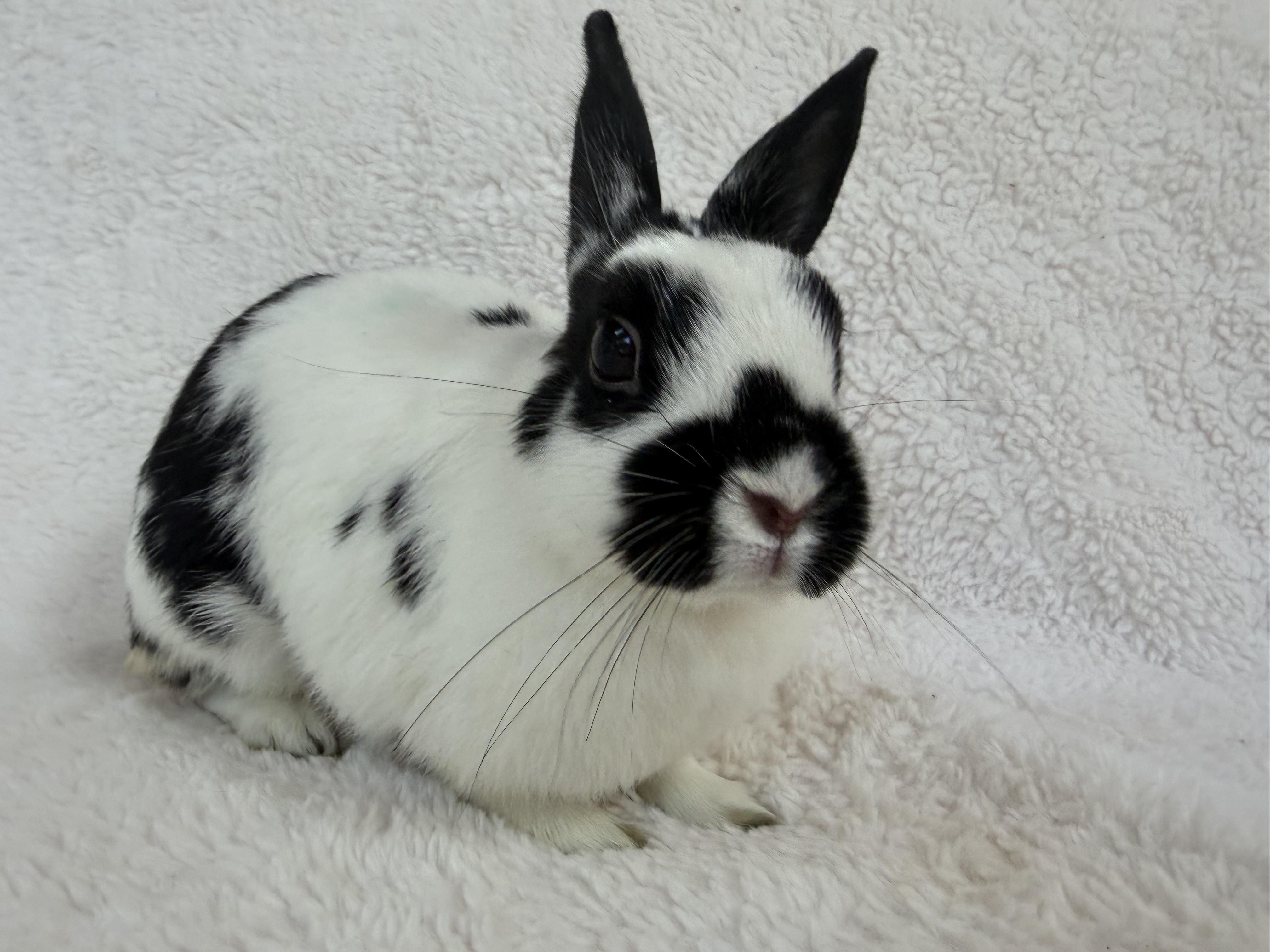 Enlarge Primrose, a Adoptable Dwarf in Waldwick, NJ image 3/3