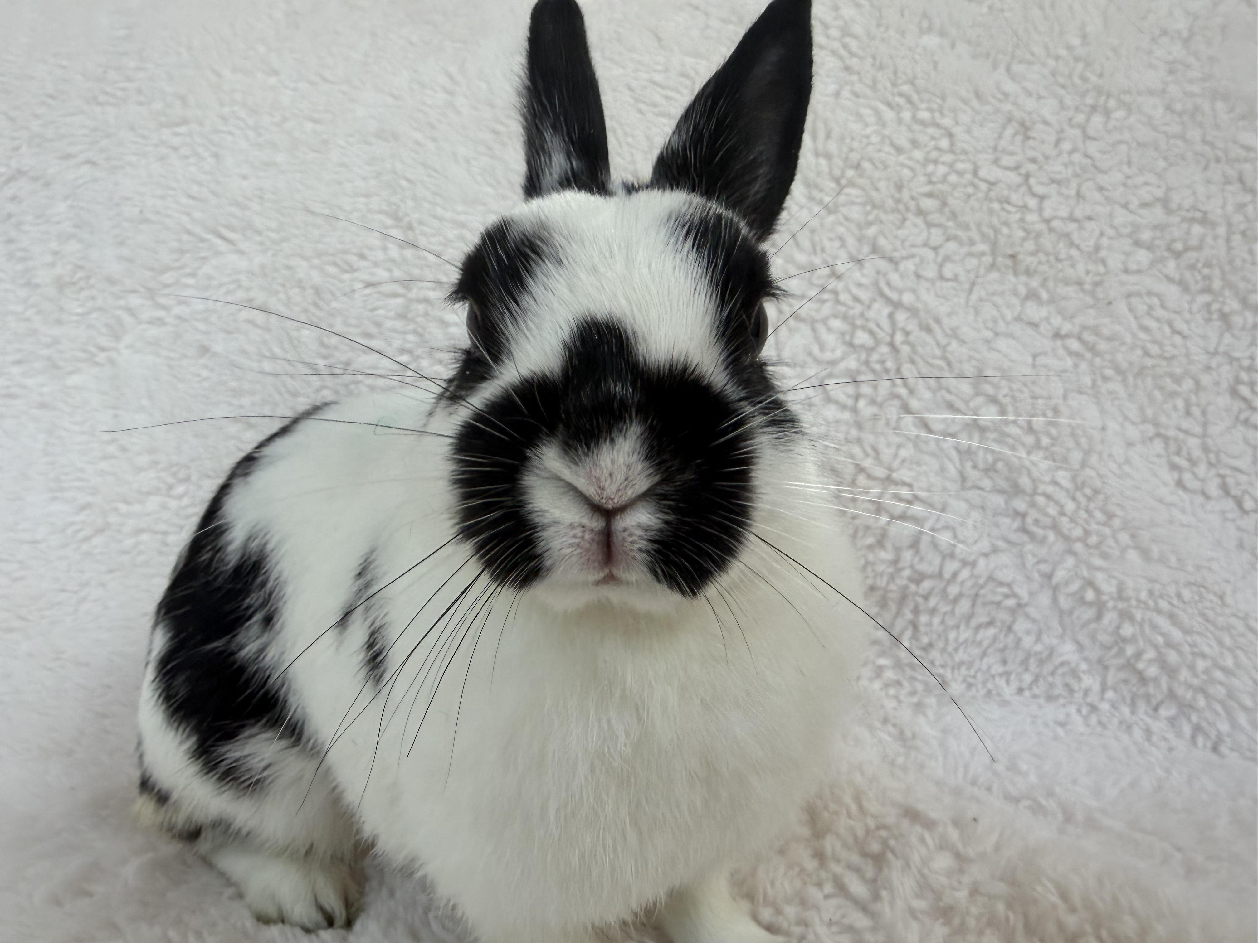 Primrose, Adoptable, Adult Female Dwarf.