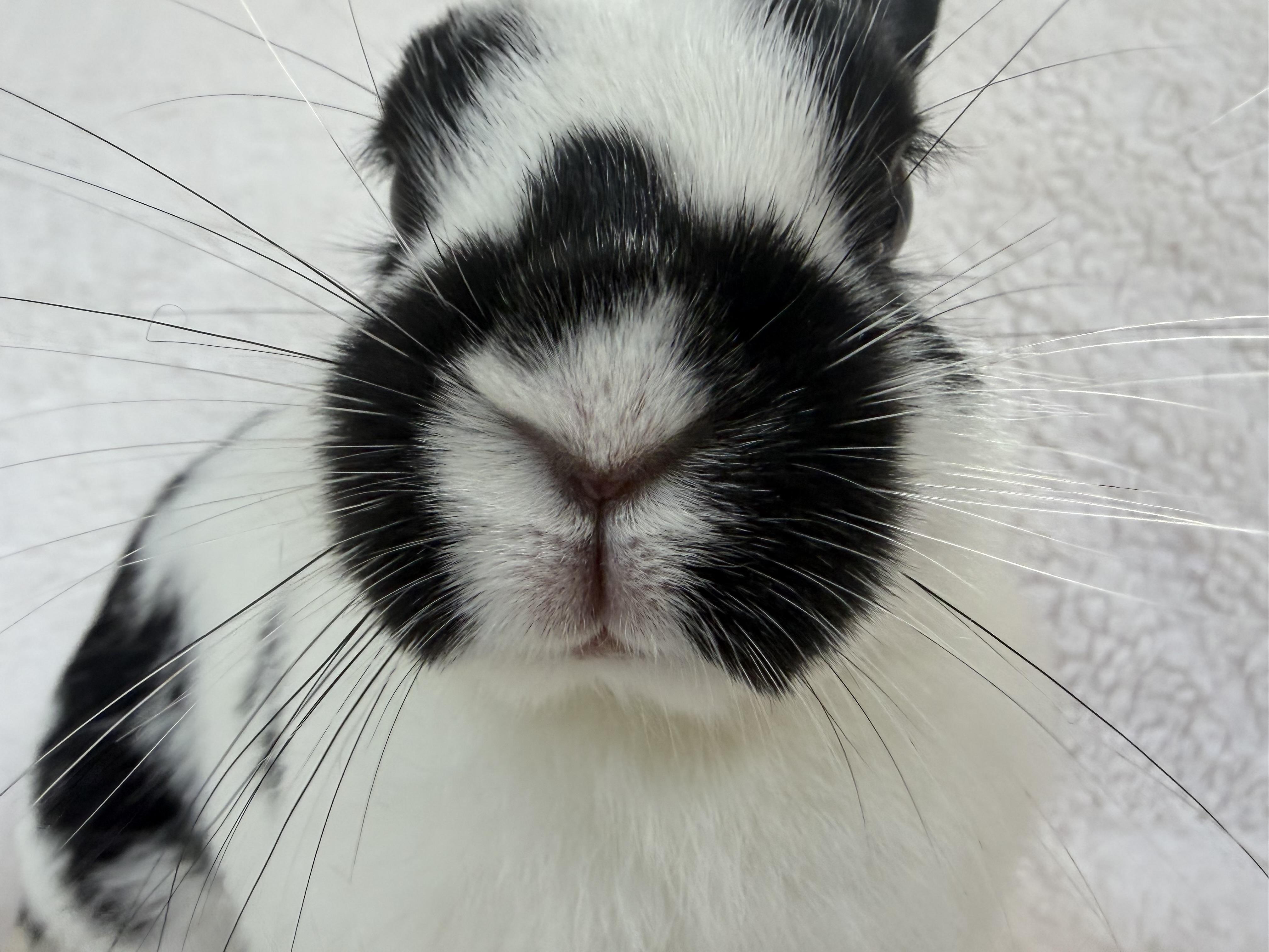 Enlarge Primrose, a Adoptable Dwarf in Waldwick, NJ image 2/3