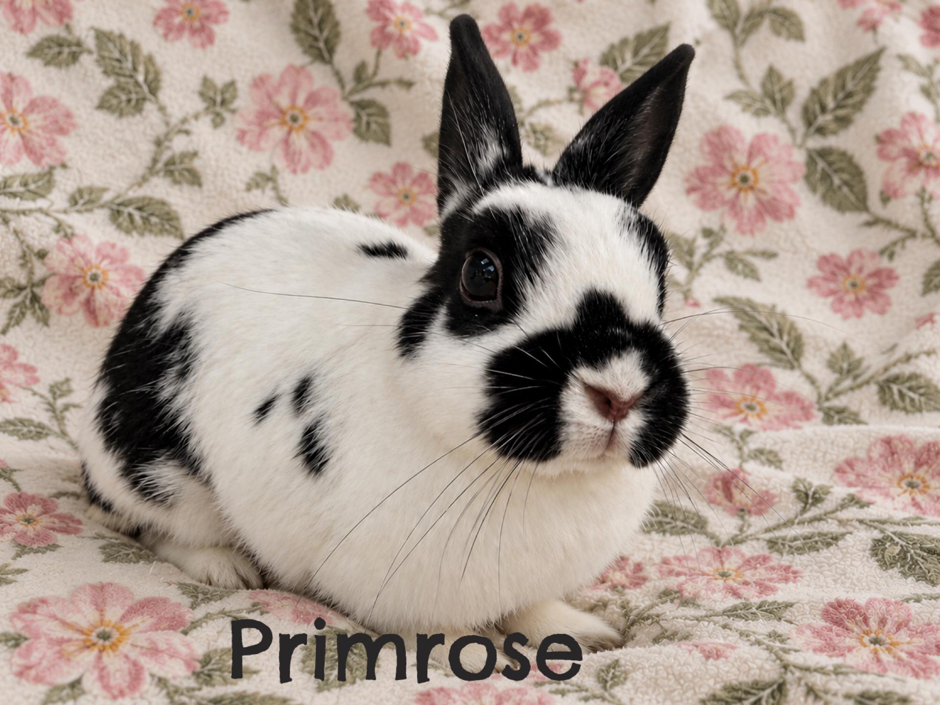 Primrose photo