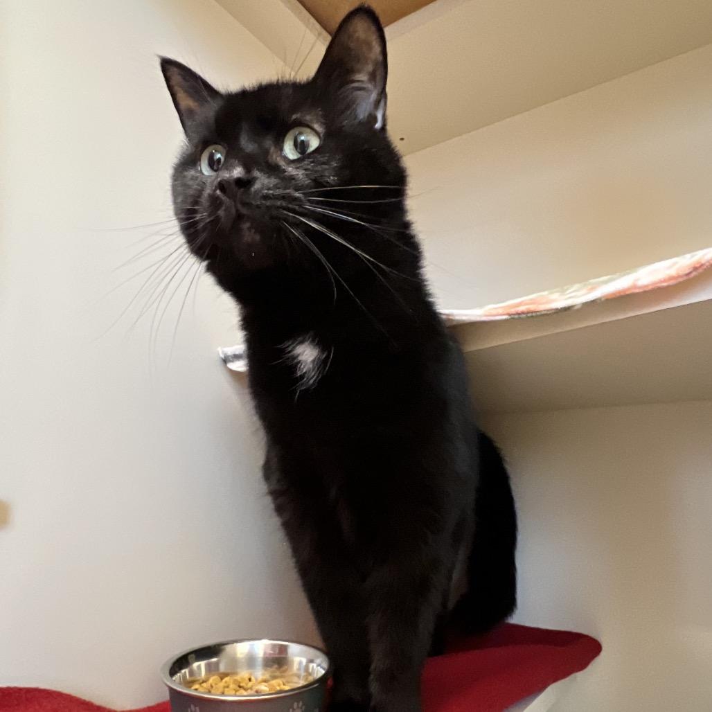 Enlarge Blaze, a Adoptable Domestic Short Hair in Delaware, OH image 6/6