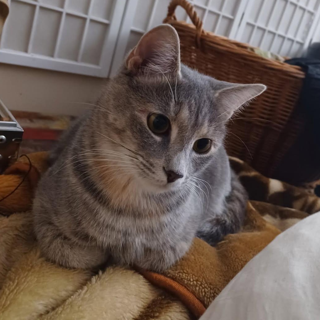 Enlarge Grey Family Coming In, a Adoptable Domestic Short Hair in Clifton, NJ image 2/6