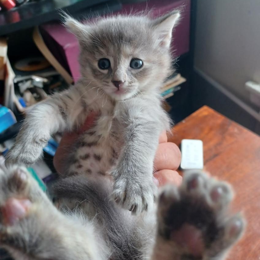 Enlarge Grey Family Coming In, a Adoptable Domestic Short Hair in Clifton, NJ image 5/6
