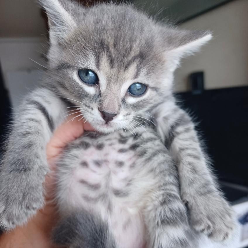 Enlarge Grey Family Coming In, a Adoptable Domestic Short Hair in Clifton, NJ image 6/6