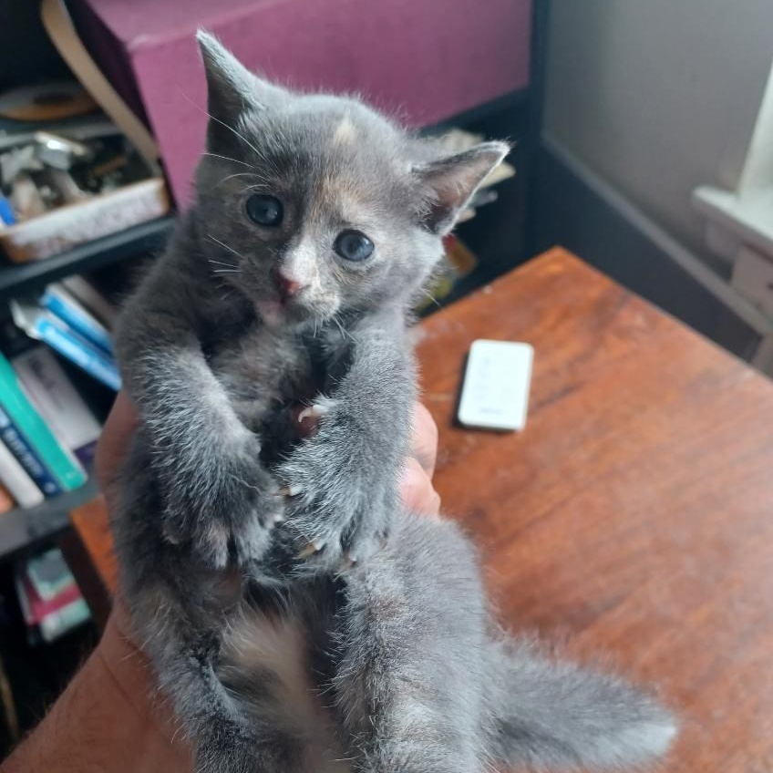 Enlarge Grey Family Coming In, a Adoptable Domestic Short Hair in Clifton, NJ image 4/6