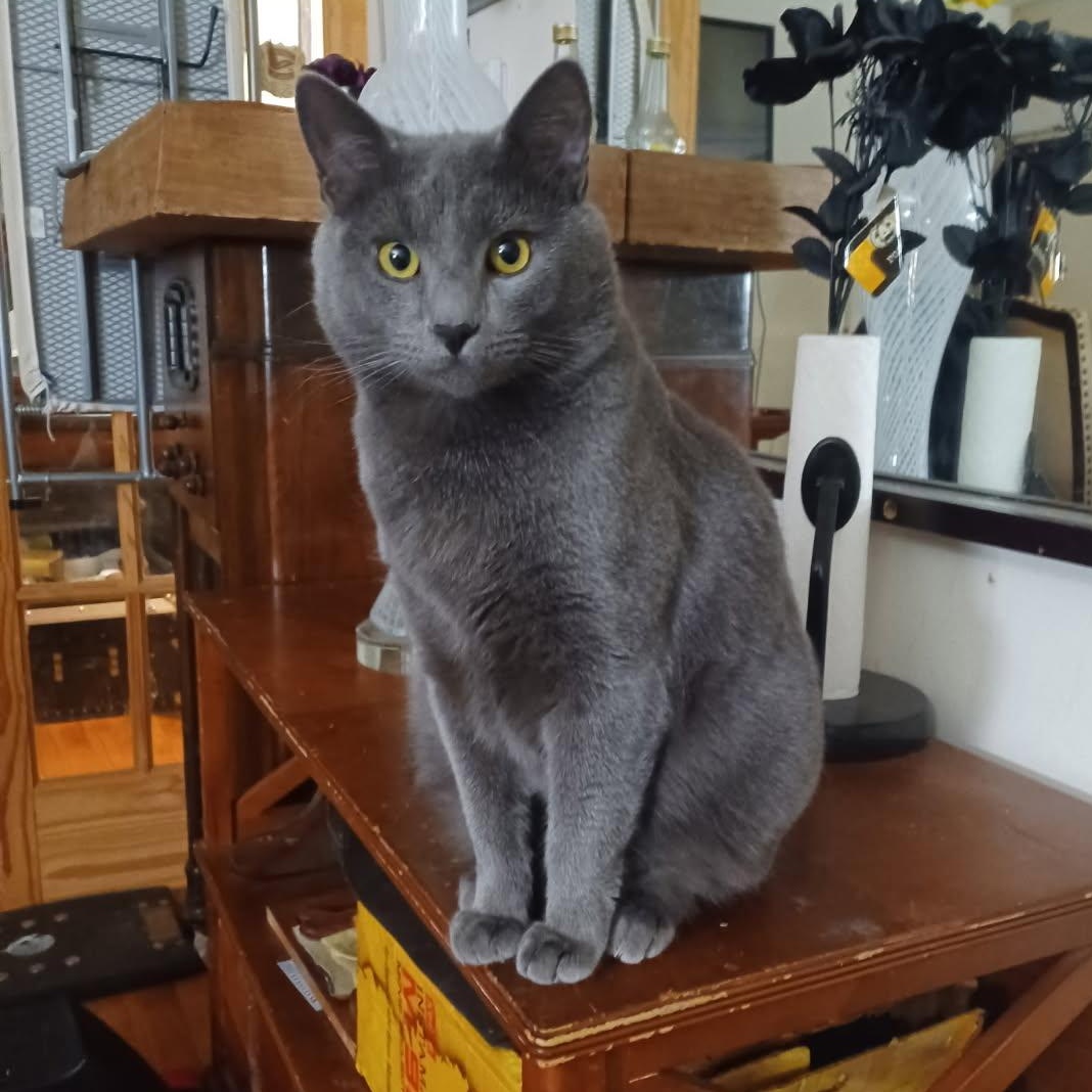 Enlarge Grey Family Coming In, a Adoptable Domestic Short Hair in Clifton, NJ image 1/6