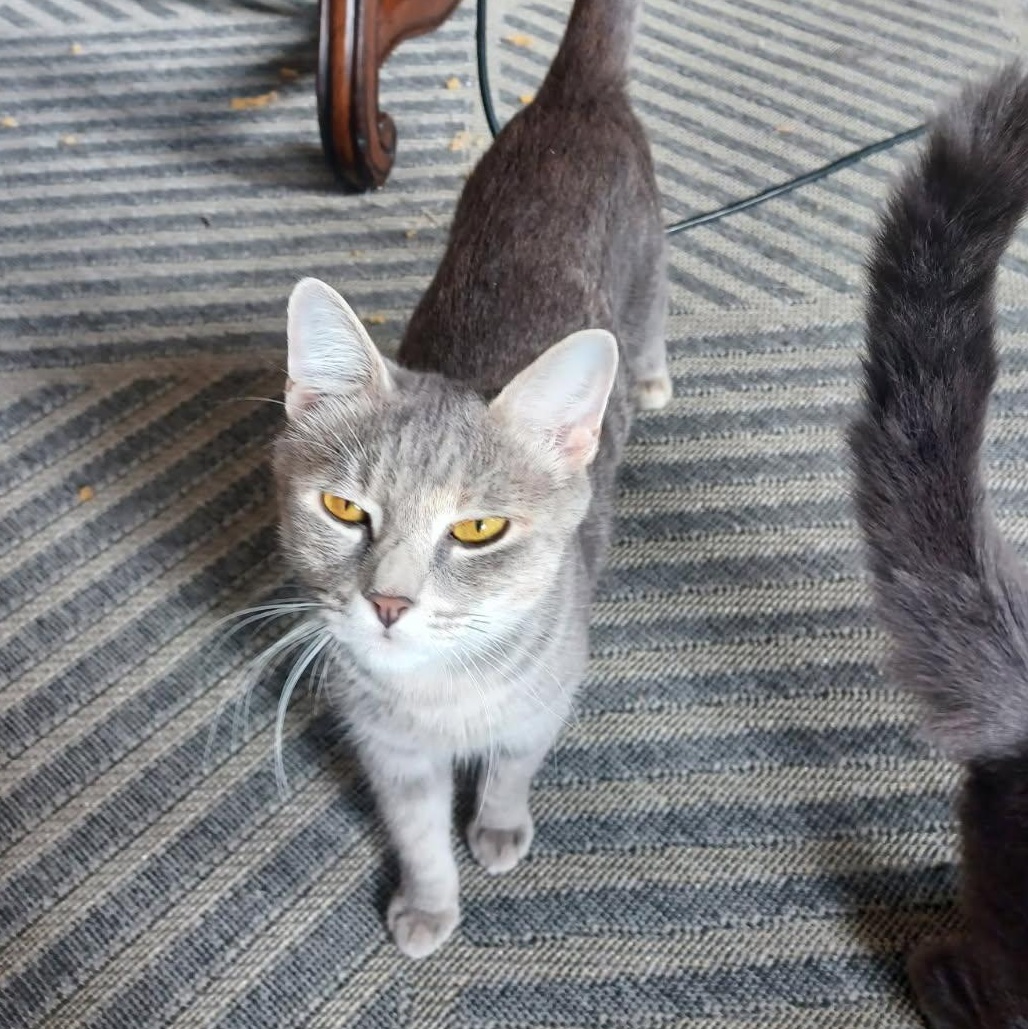 Enlarge Grey Family Coming In, a Adoptable Domestic Short Hair in Clifton, NJ image 3/6