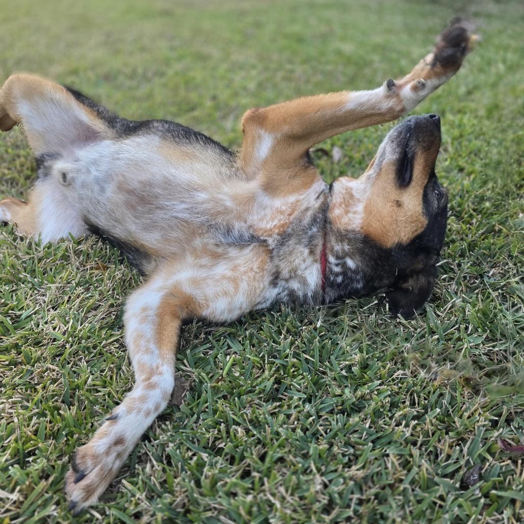 Pickleball — thumbnail 3