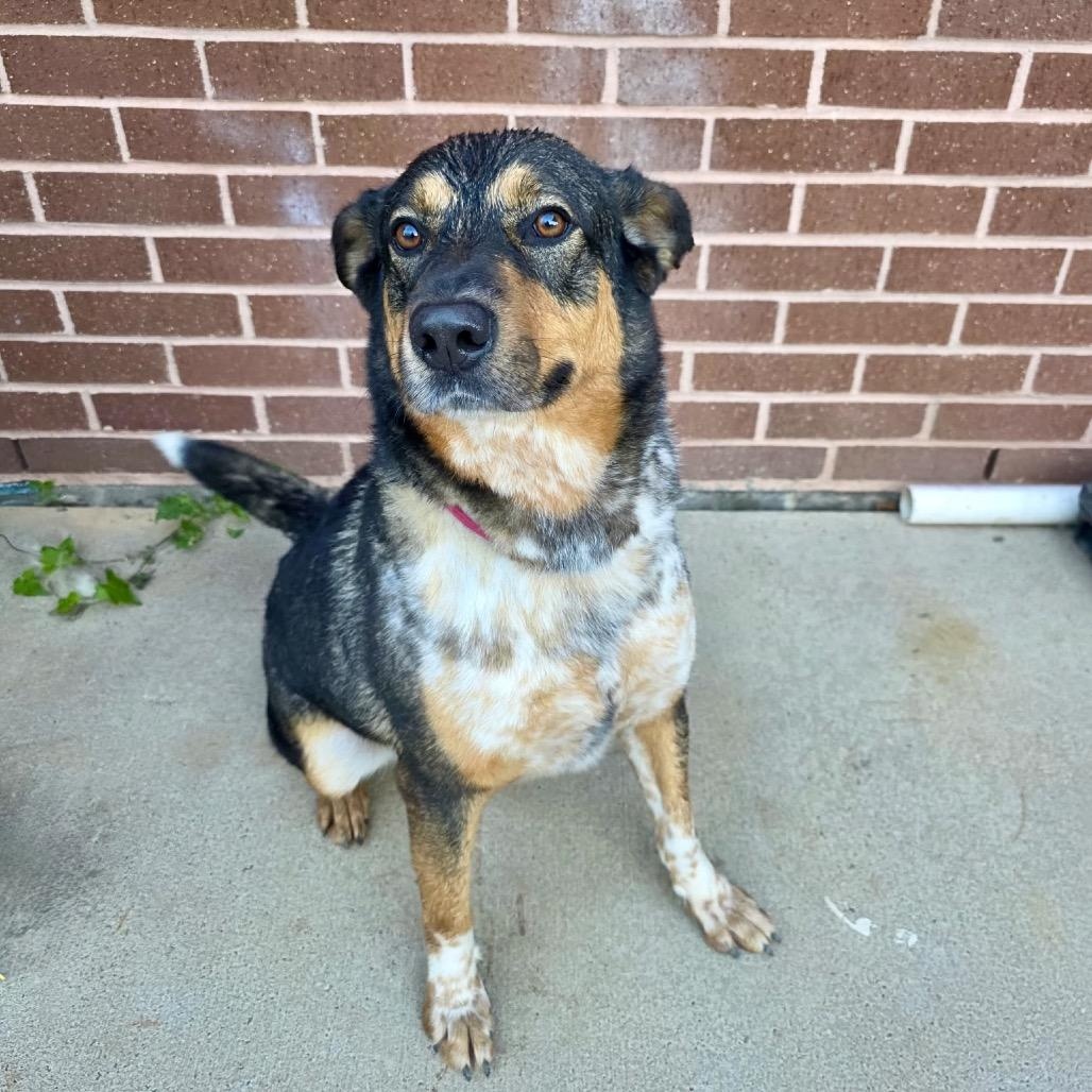 Pickleball — thumbnail 5