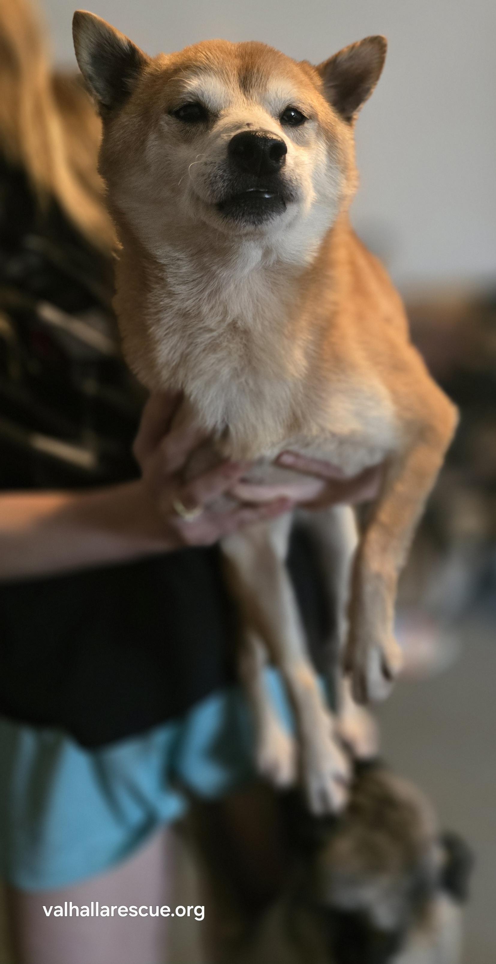 Foxy Brown, a Adoptable Shiba Inu in Winlock, WA image 2/3