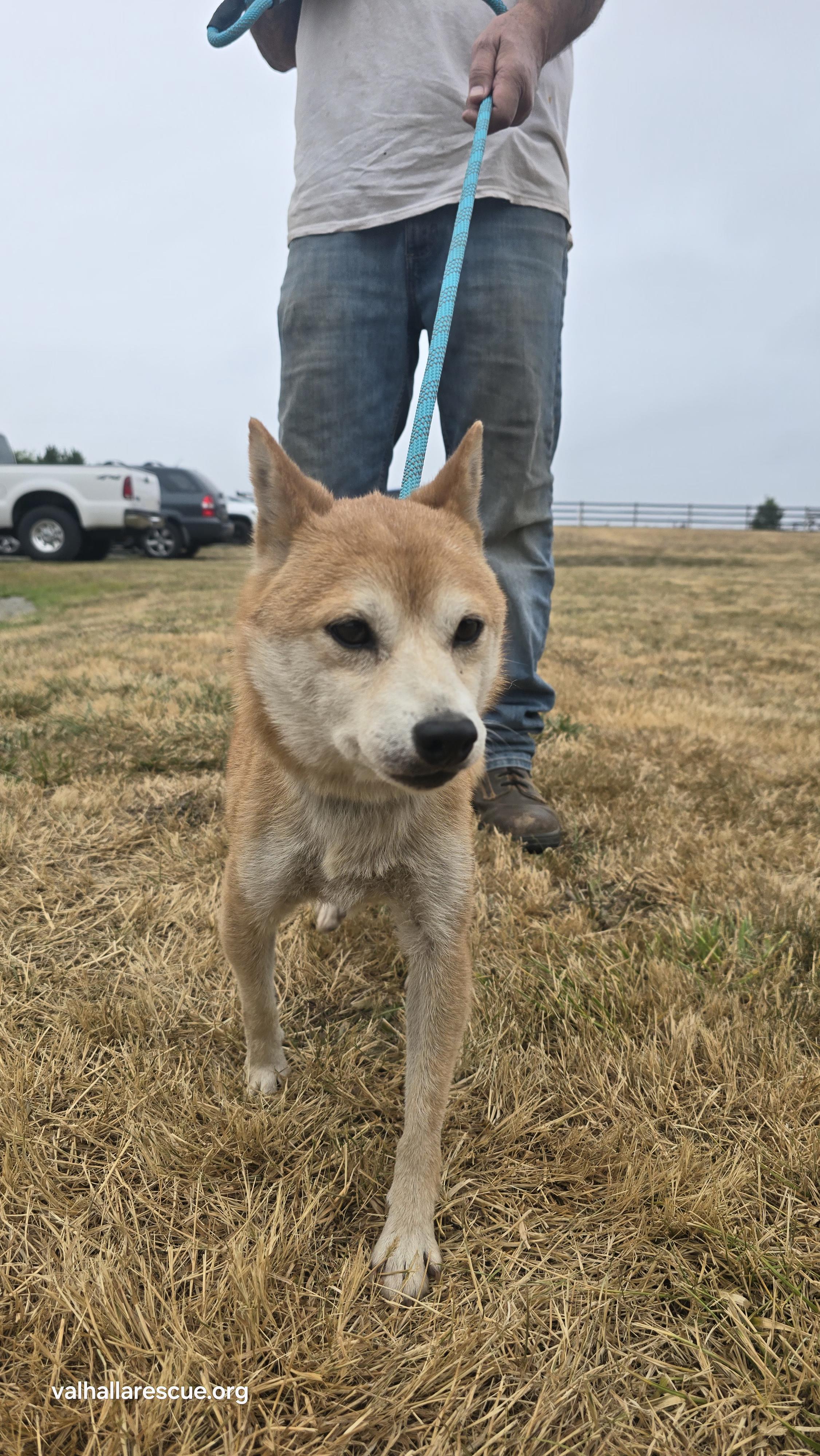 Foxy Brown, a Adoptable Shiba Inu in Winlock, WA image 1/3