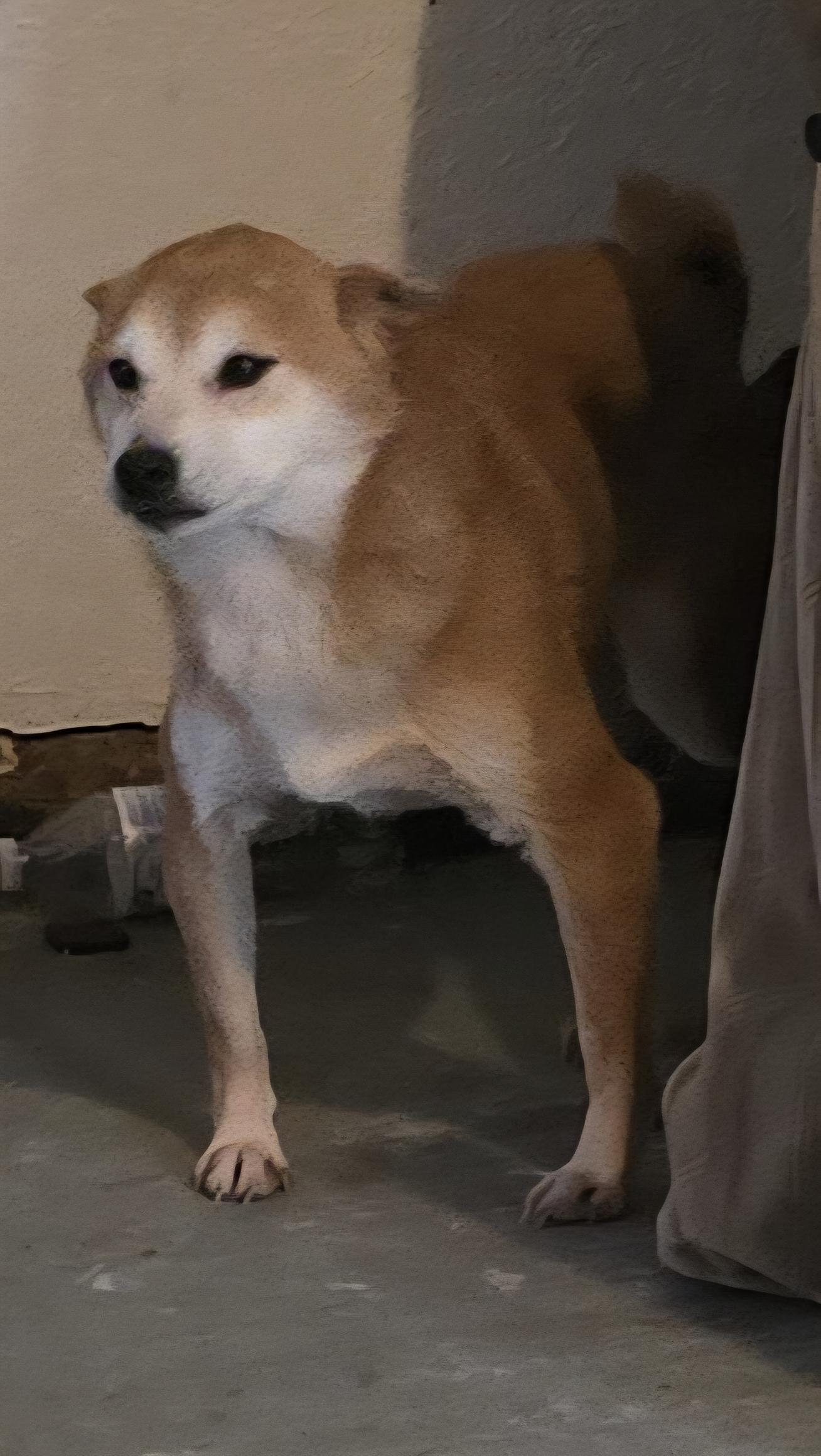 Foxy Brown, a Adoptable Shiba Inu in Winlock, WA image 3/3