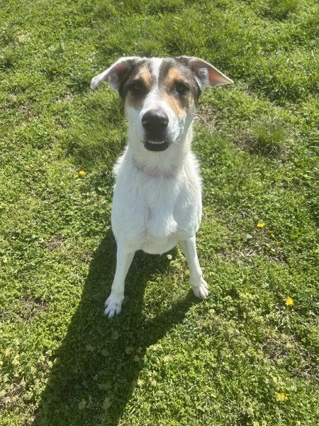 Enlarge Chance, a Adoptable mixed breed in Osage Beach, MO image 1/1