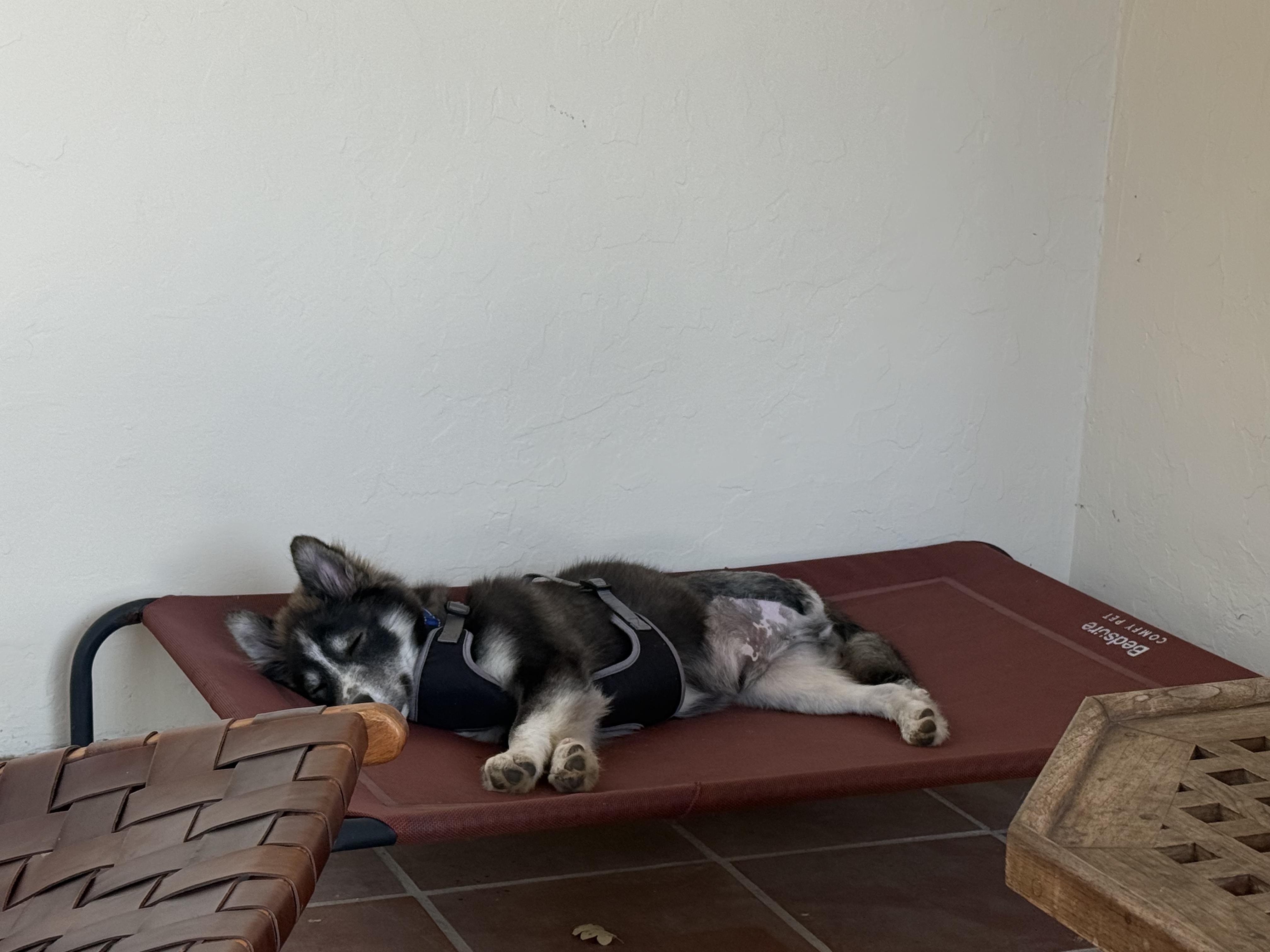 Enlarge Little wolf, a Adoptable Siberian Husky in San Rafael, CA image 3/5