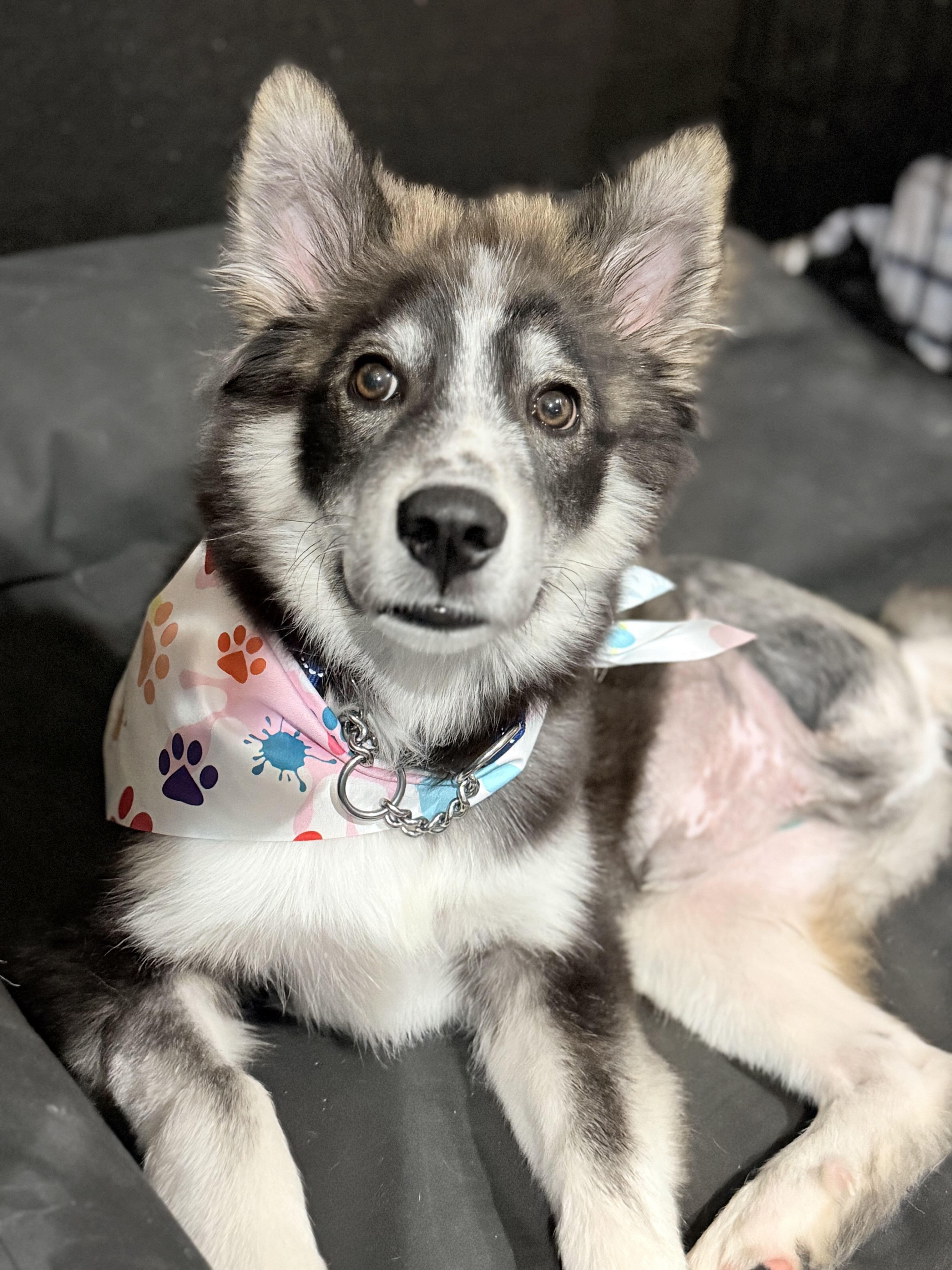 Enlarge Little wolf, a Adoptable Siberian Husky in San Rafael, CA image 2/5