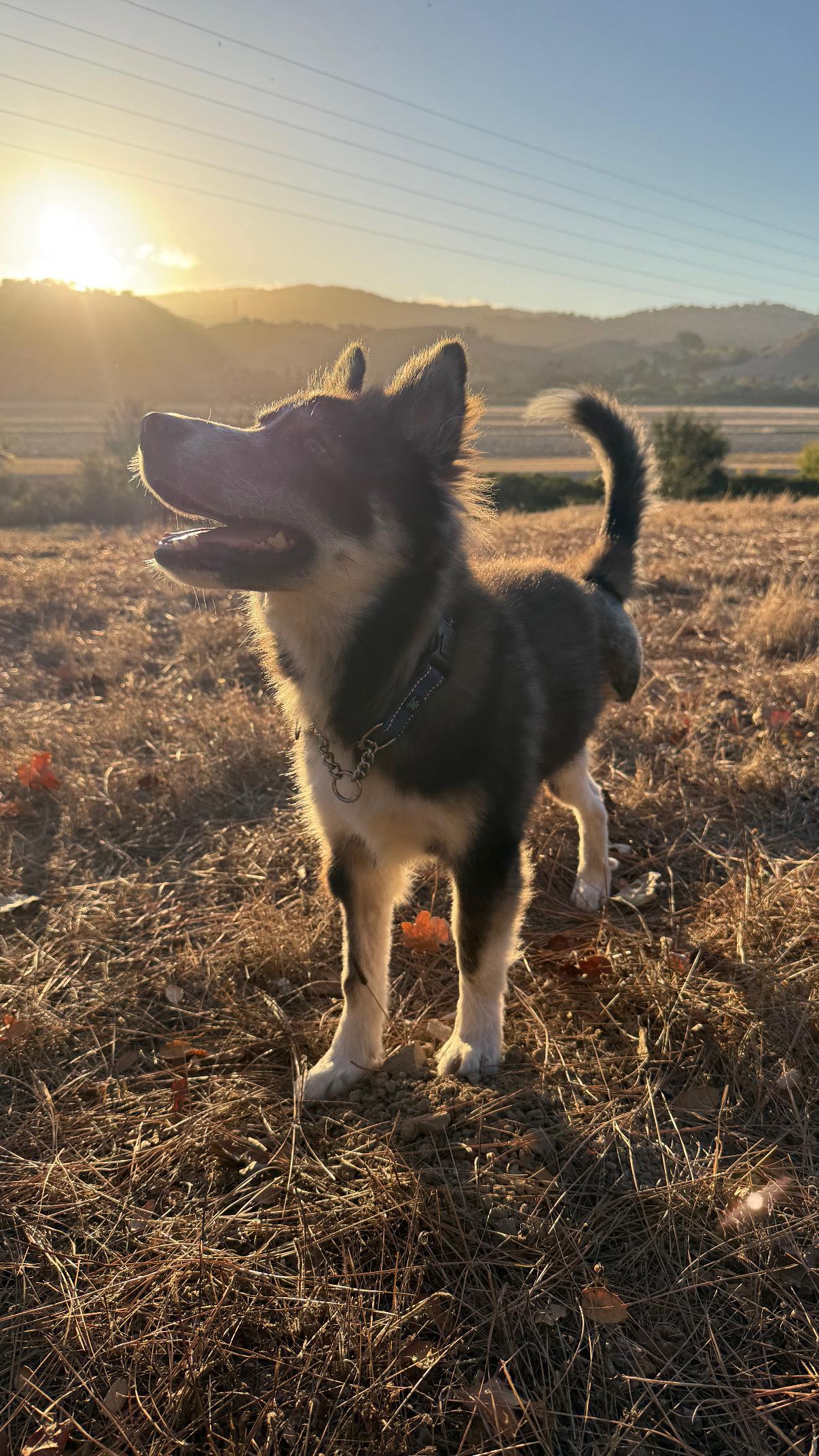 Enlarge Little wolf, a Adoptable Siberian Husky in San Rafael, CA image 4/5