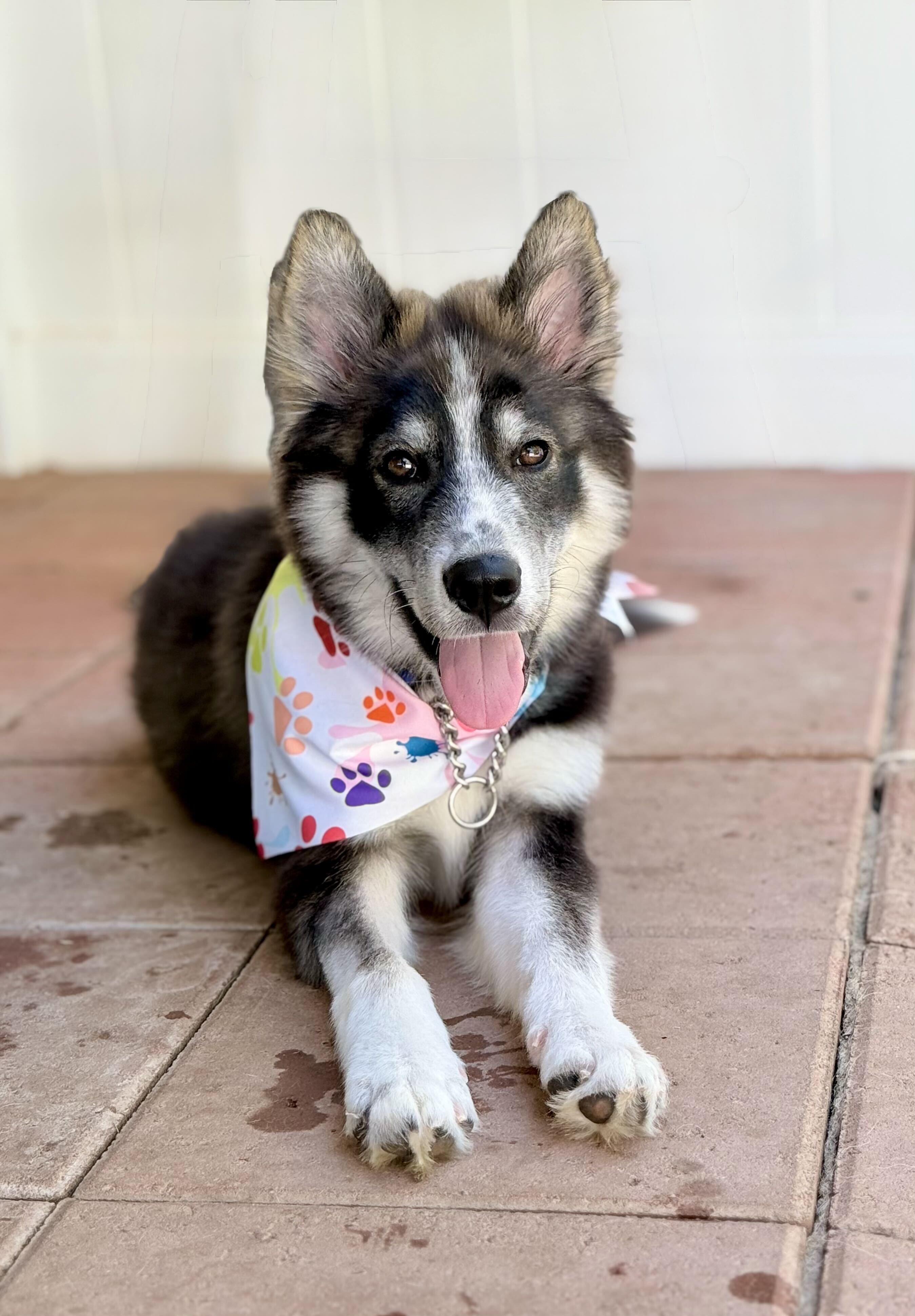 Little wolf, Adoptable, Puppy Male Siberian Husky.