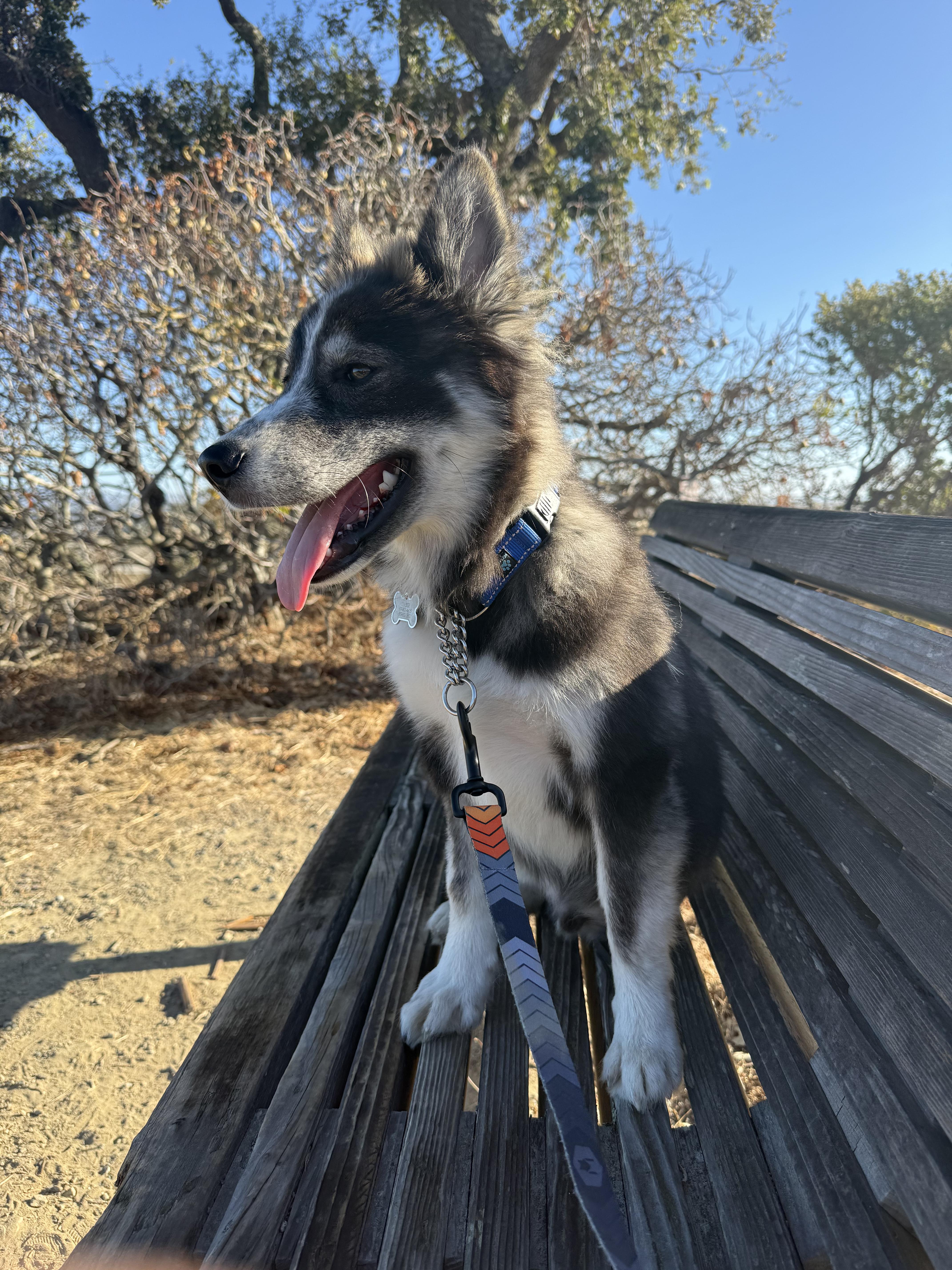 Enlarge Little wolf, a Adoptable Siberian Husky in San Rafael, CA image 5/5