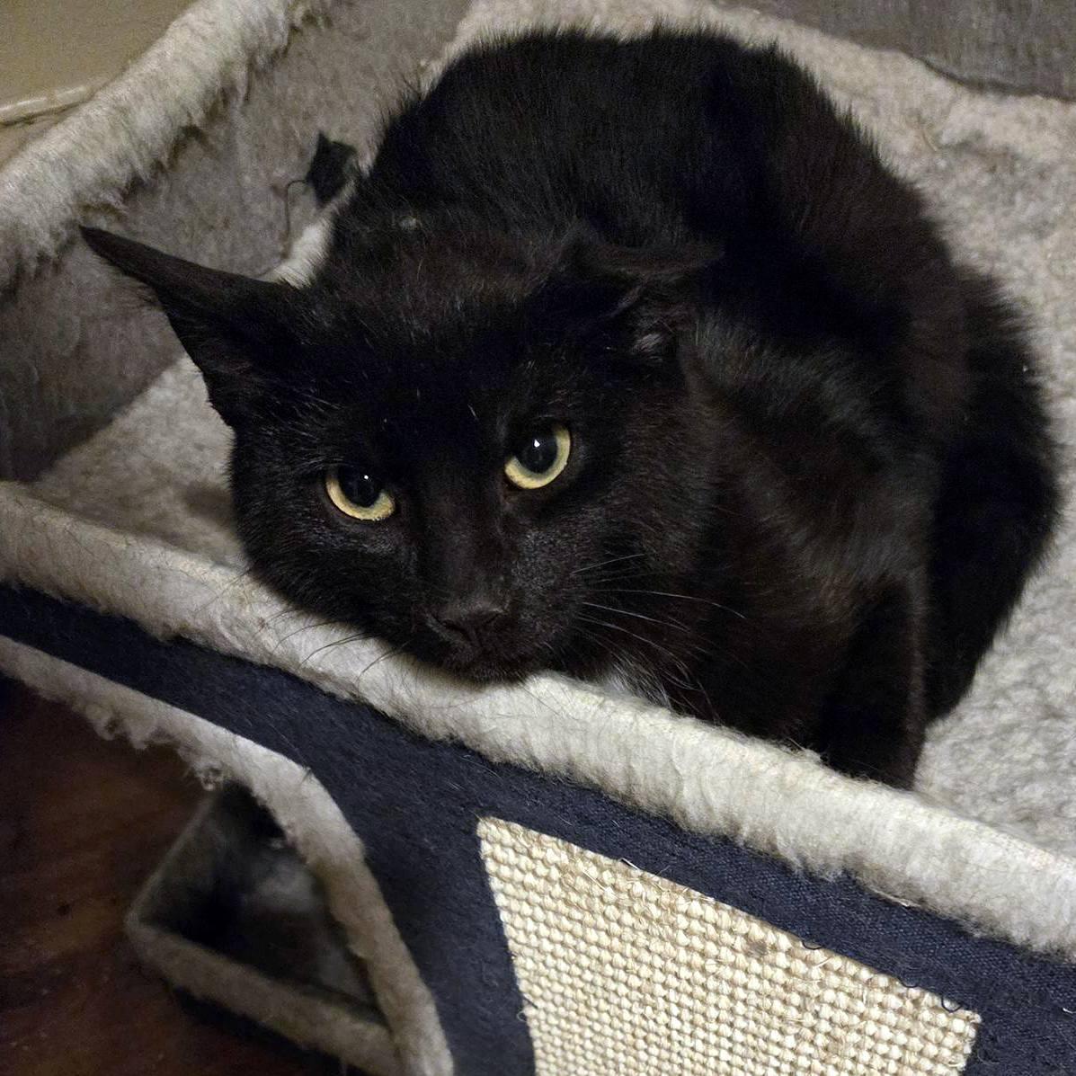 Clark, adopted, Kitten Male Domestic Short Hair.