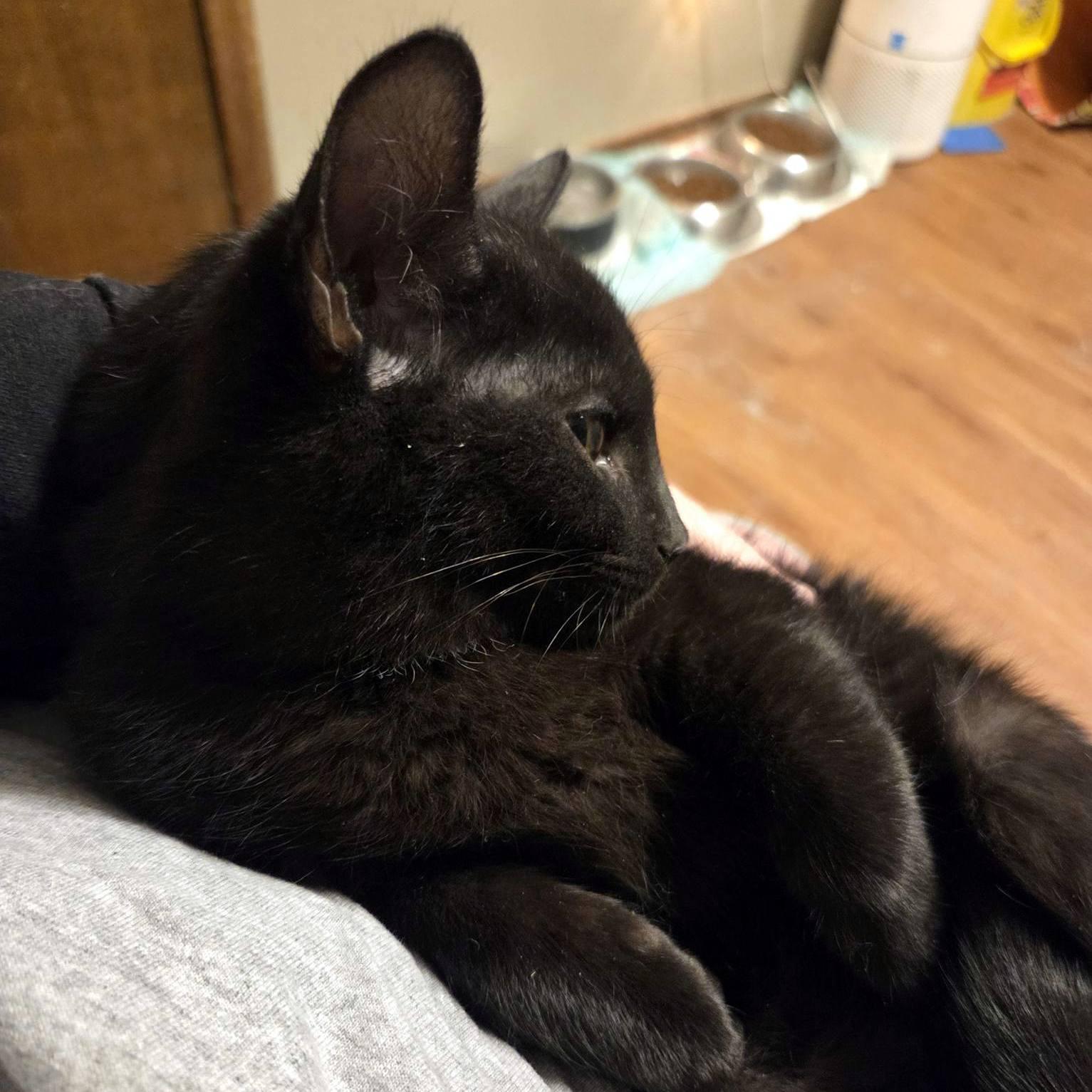 Enlarge Clark, an adopted Domestic Short Hair in Pittsburgh, PA image 2/4