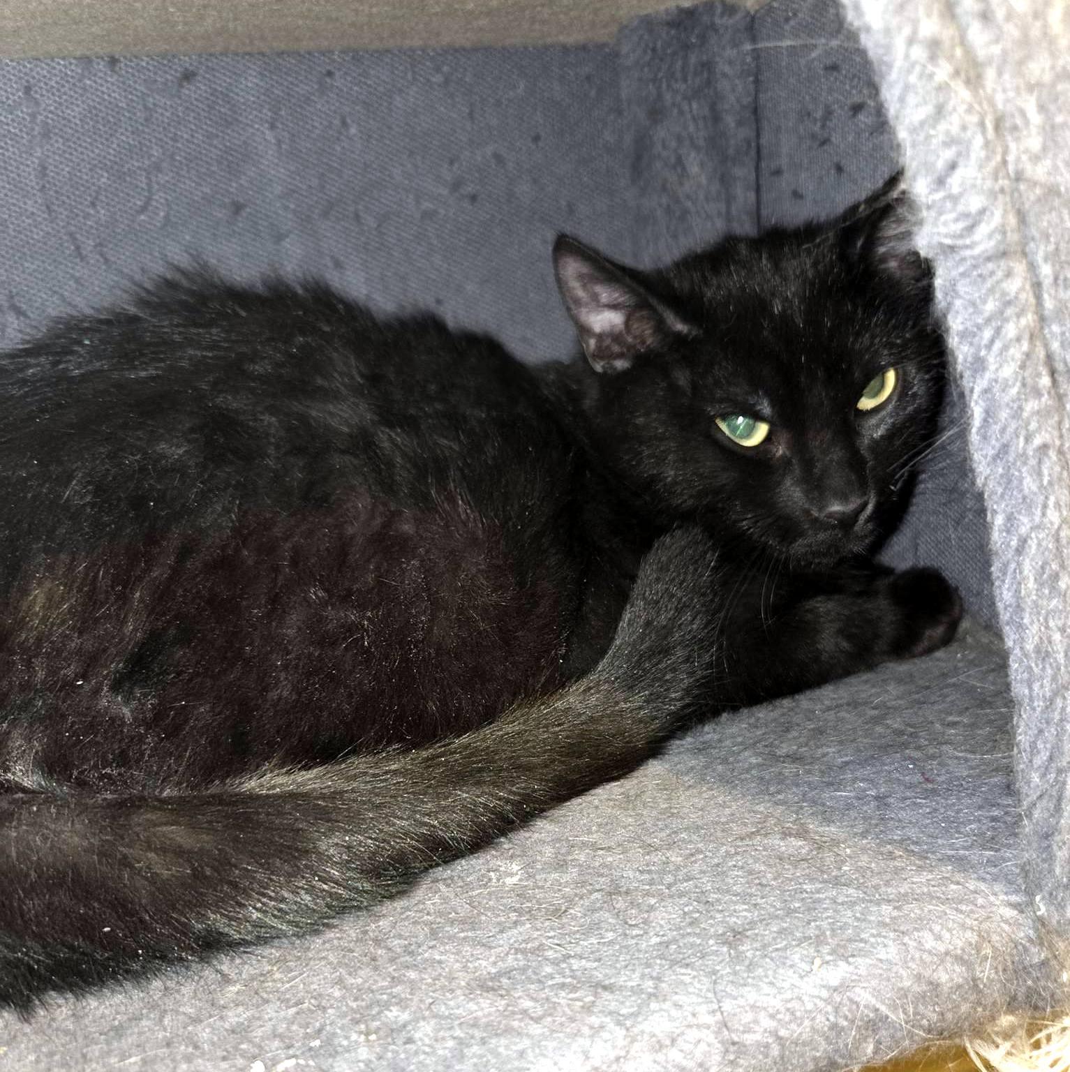 Enlarge Clark, an adopted Domestic Short Hair in Pittsburgh, PA image 4/4