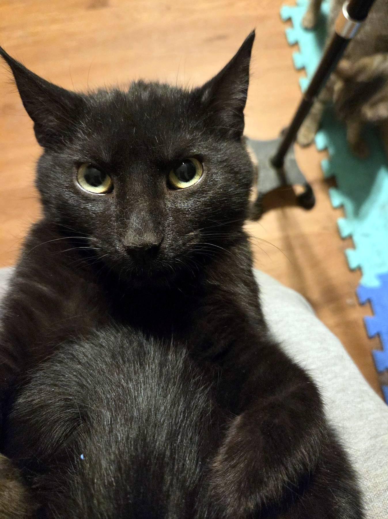 Enlarge Clark, an adopted Domestic Short Hair in Pittsburgh, PA image 3/4