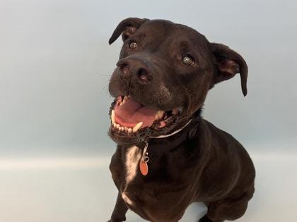 Kiko, Adoptable, Puppy Male Shepherd & Labrador Retriever.