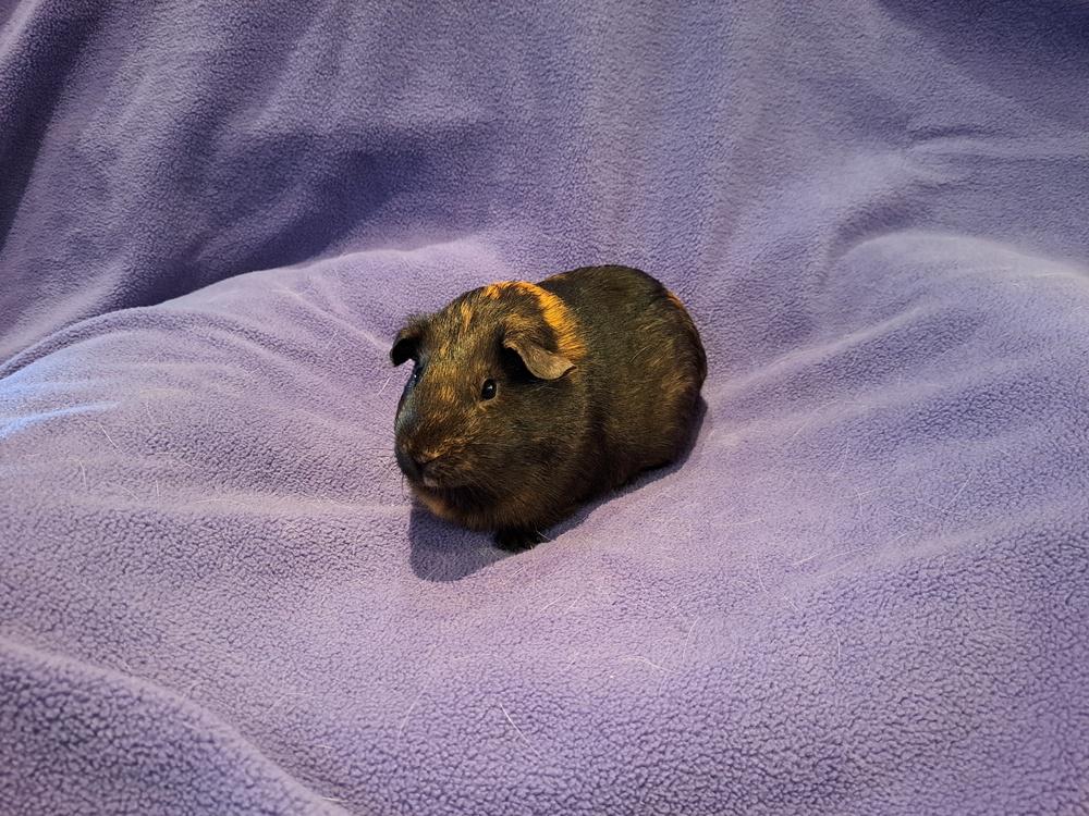 Lucy and Ethel, a Adoptable mixed breed in South Bend, IN image 2/5