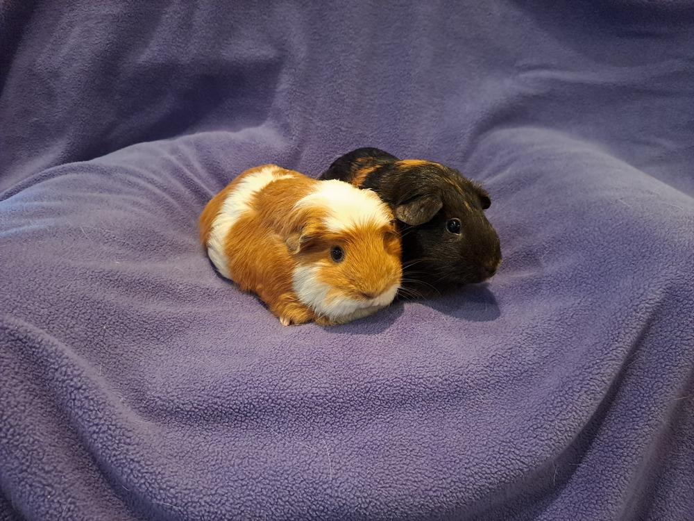Lucy and Ethel, a Adoptable mixed breed in South Bend, IN image 4/5