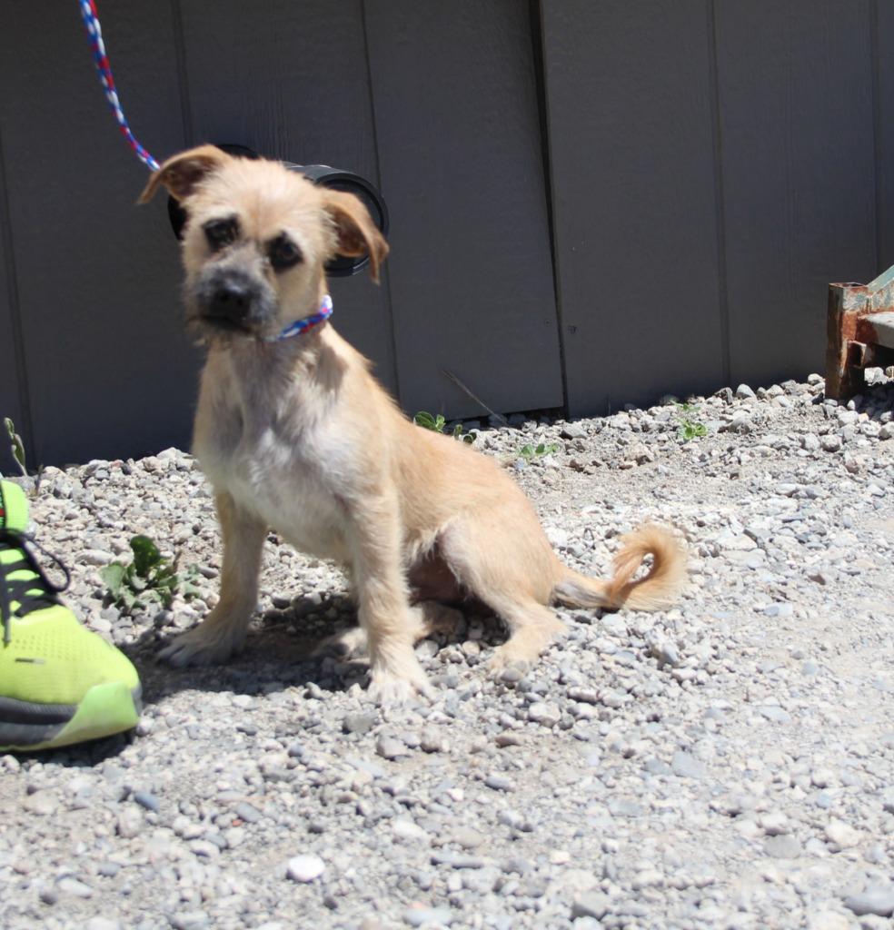 Nigel, Adoptable, Puppy Male Terrier & Mixed Breed.