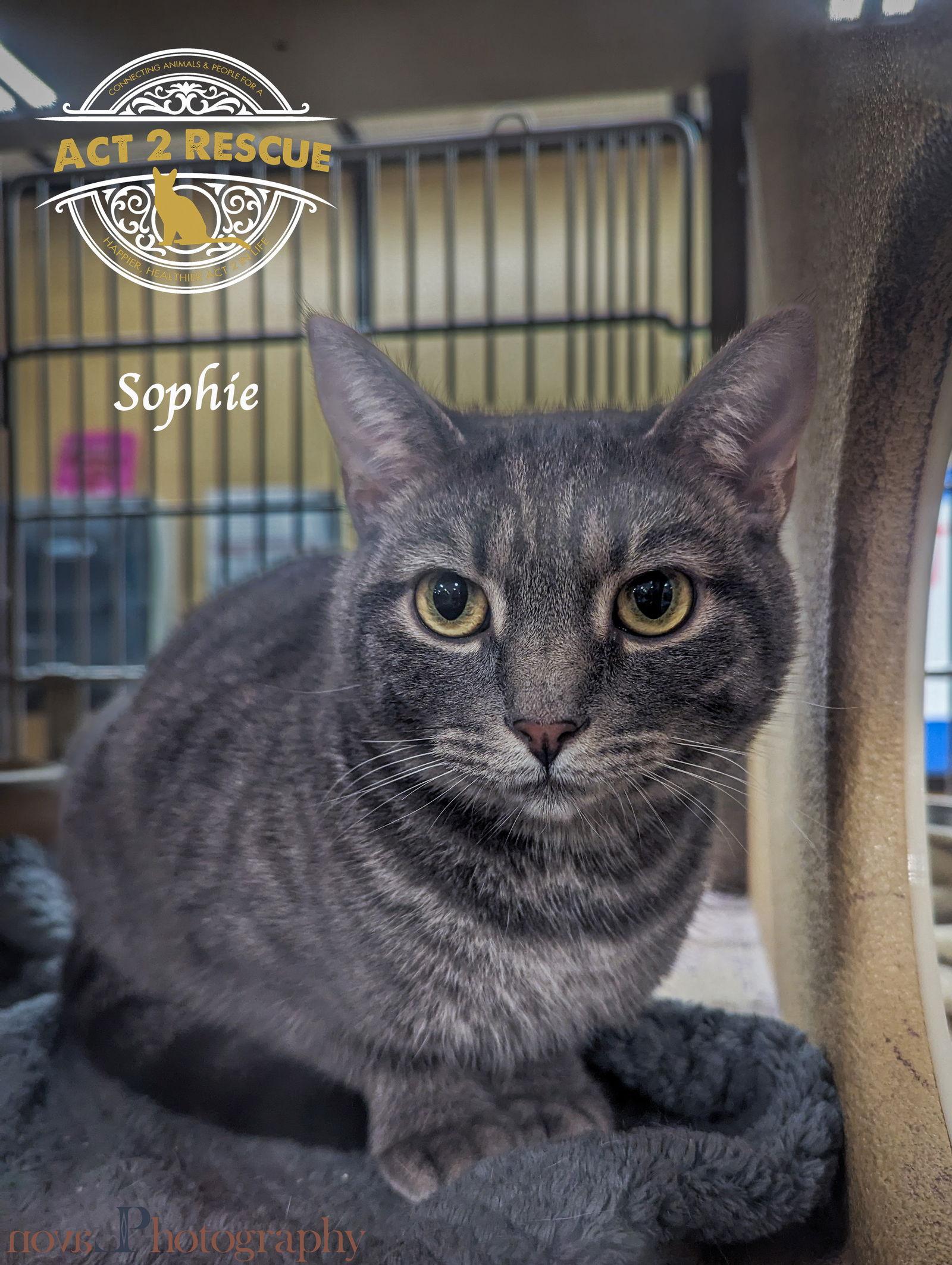 Sophie, a Adoptable Domestic Short Hair in Riverside, CA image 1/3