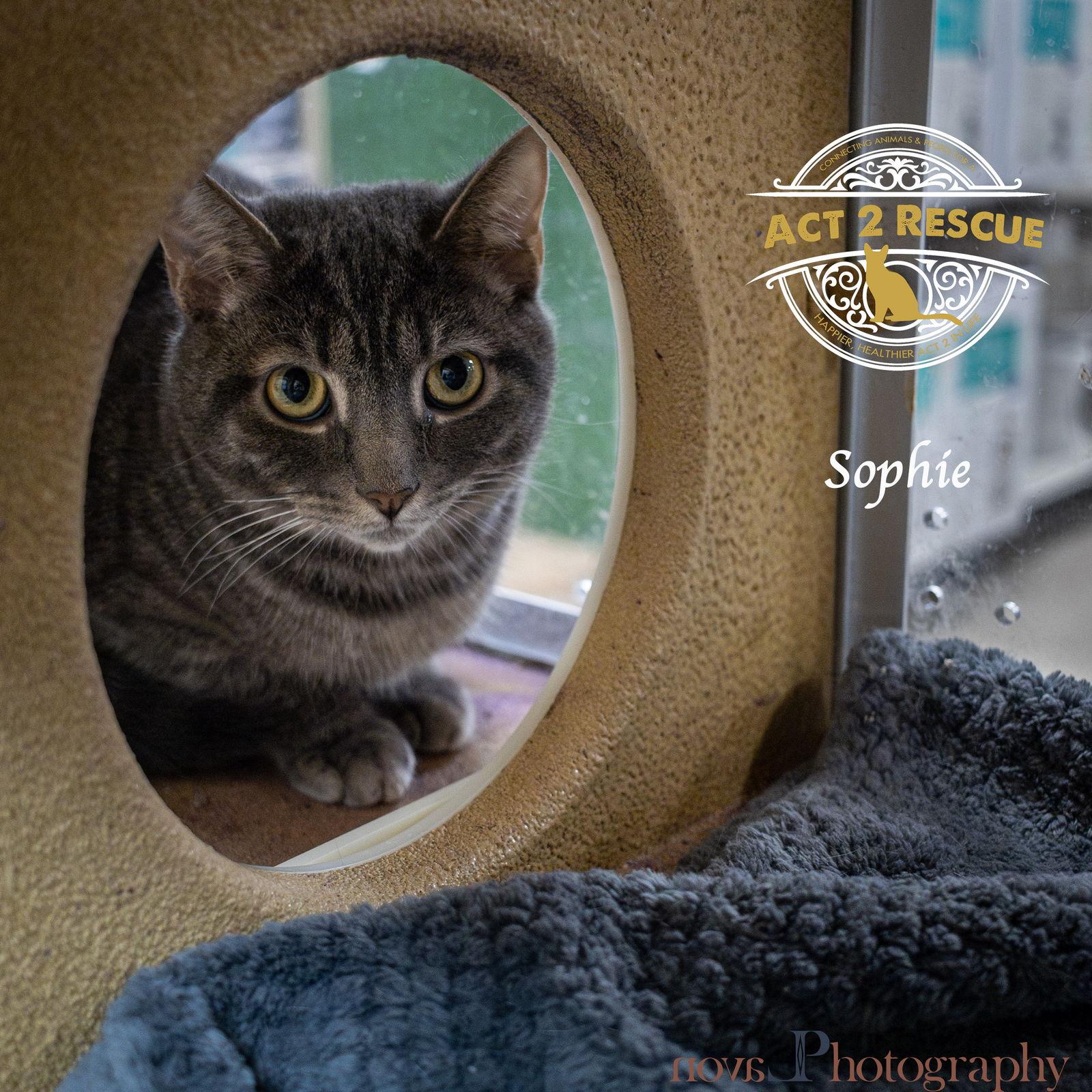 Sophie, a Adoptable Domestic Short Hair in Riverside, CA image 2/3