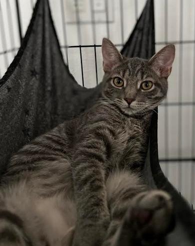 Sophie, a Adoptable Domestic Short Hair in Riverside, CA image 3/3