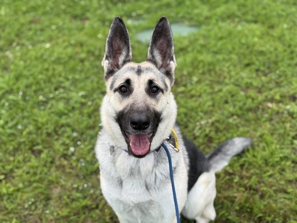 Jessica, Adoptable, Young Female German Shepherd Dog.