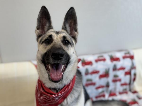 Enlarge Jessica, a Adoptable mixed breed in Portland, OR image 2/6