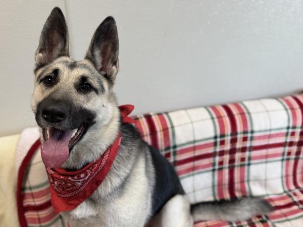 Enlarge Jessica, a Adoptable mixed breed in Portland, OR image 3/6