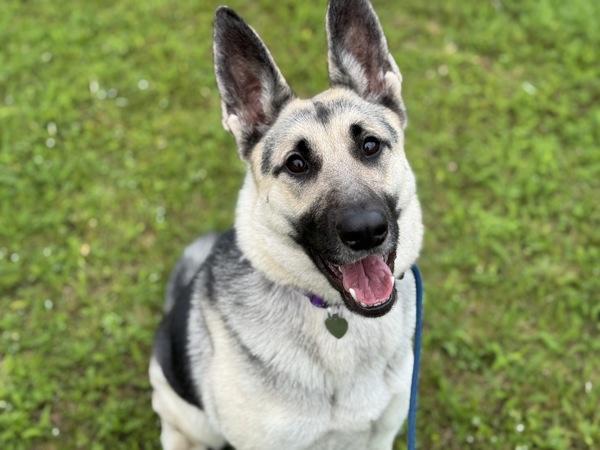 Enlarge Jessica, a Adoptable mixed breed in Portland, OR image 4/6