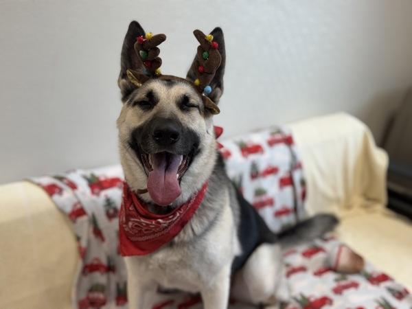 Enlarge Jessica, a Adoptable mixed breed in Portland, OR image 5/6