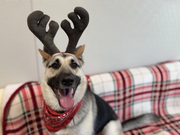 Enlarge Jessica, a Adoptable mixed breed in Portland, OR image 6/6