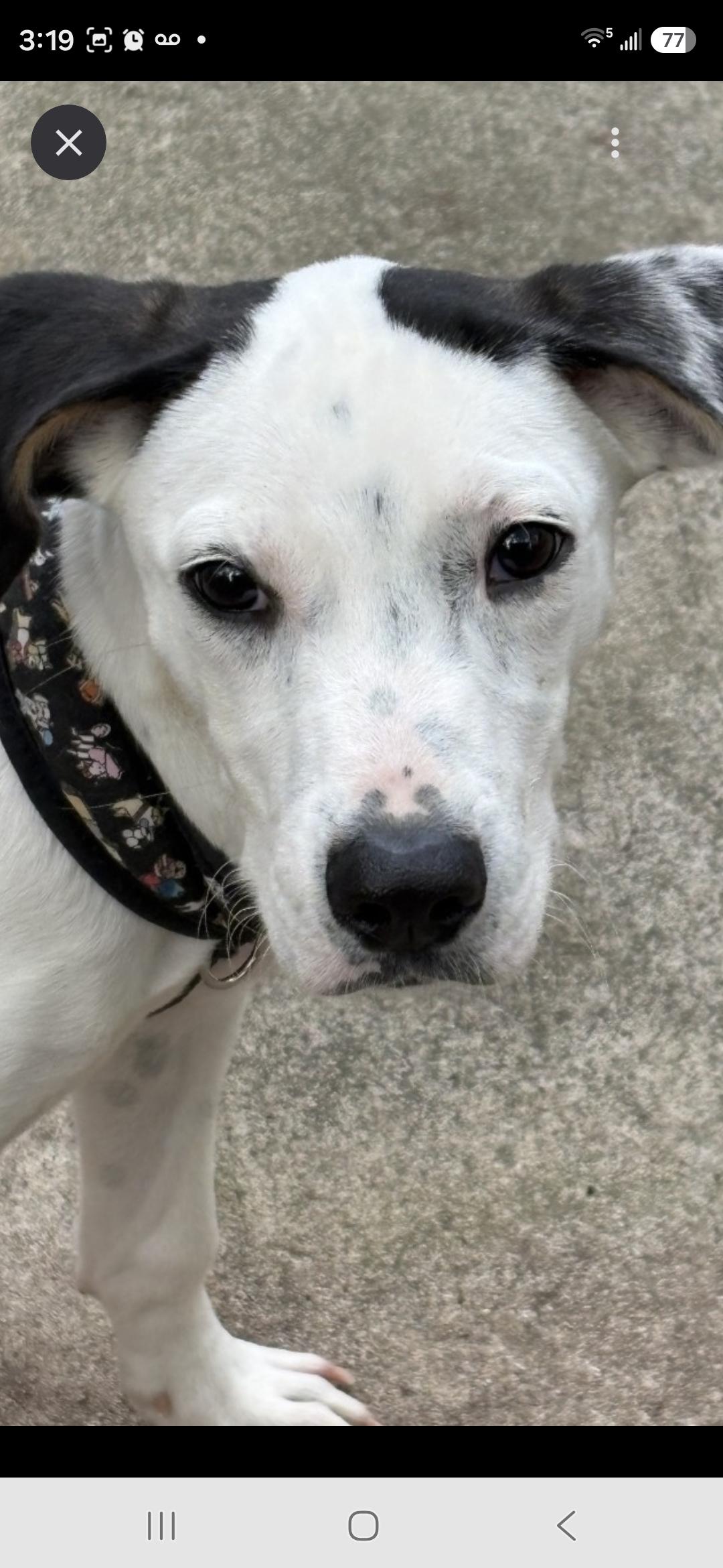 Snuggles, Adoptable, Young Male Hound.