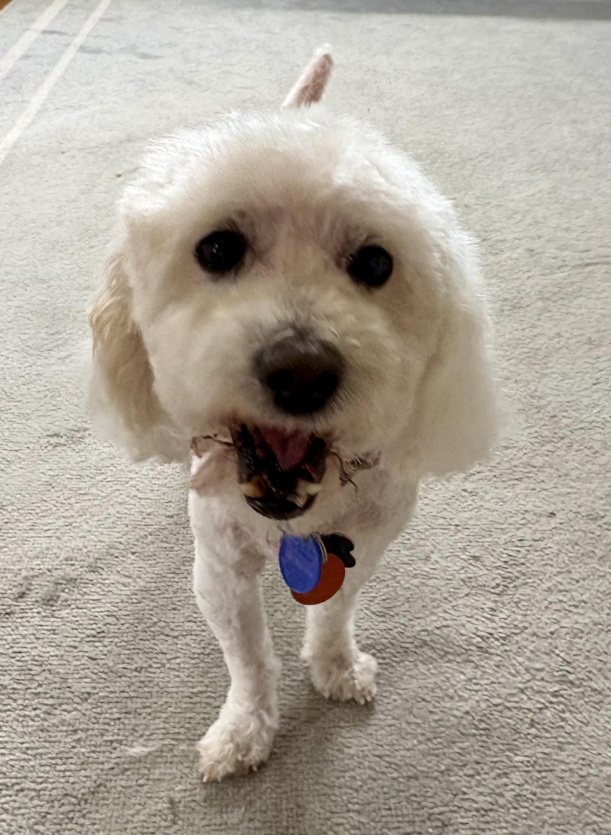 Enlarge TUCKER , a ADOPTABLE Miniature Poodle in Media, PA image 2/6