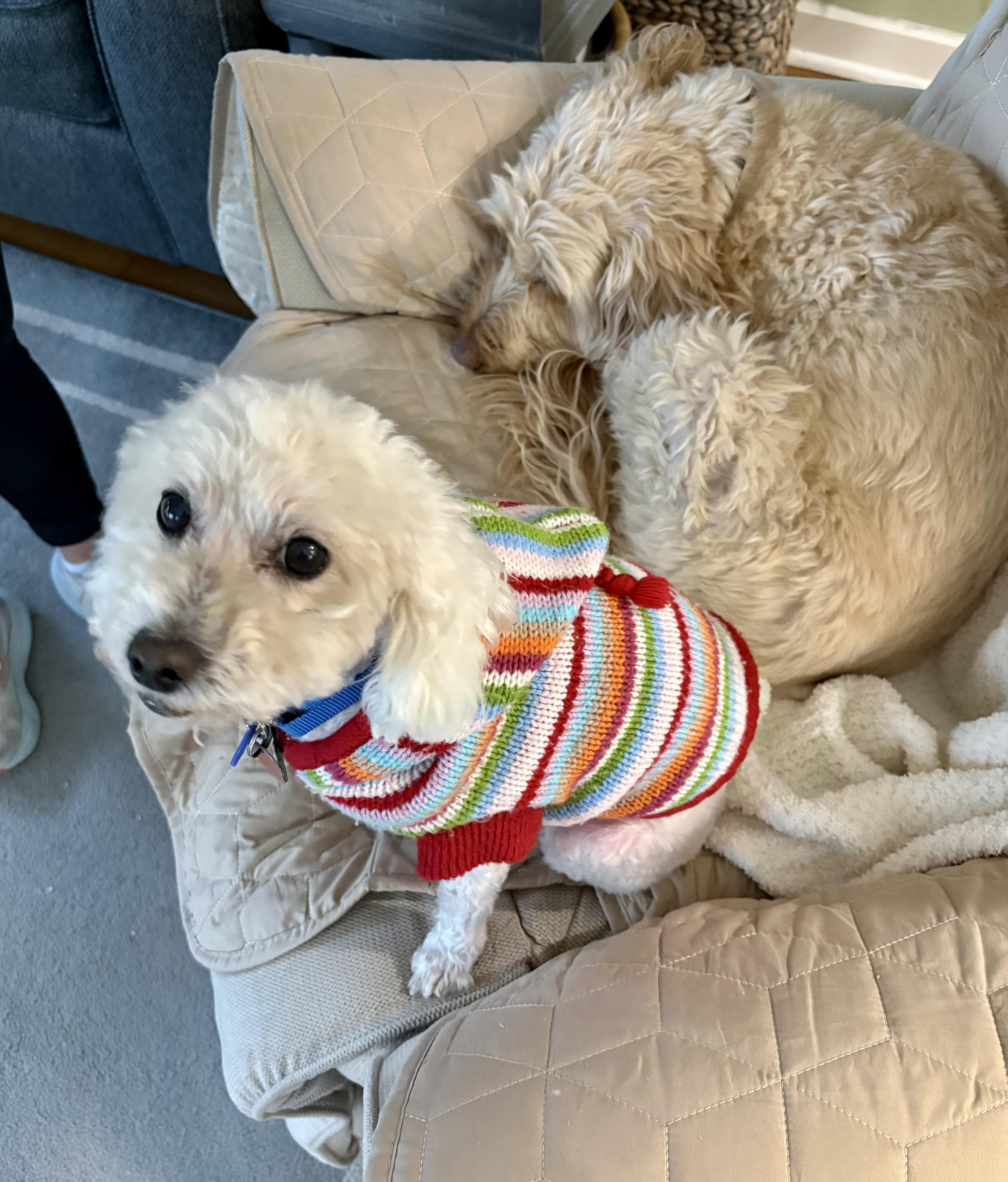Enlarge TUCKER , a ADOPTABLE Miniature Poodle in Media, PA image 4/6