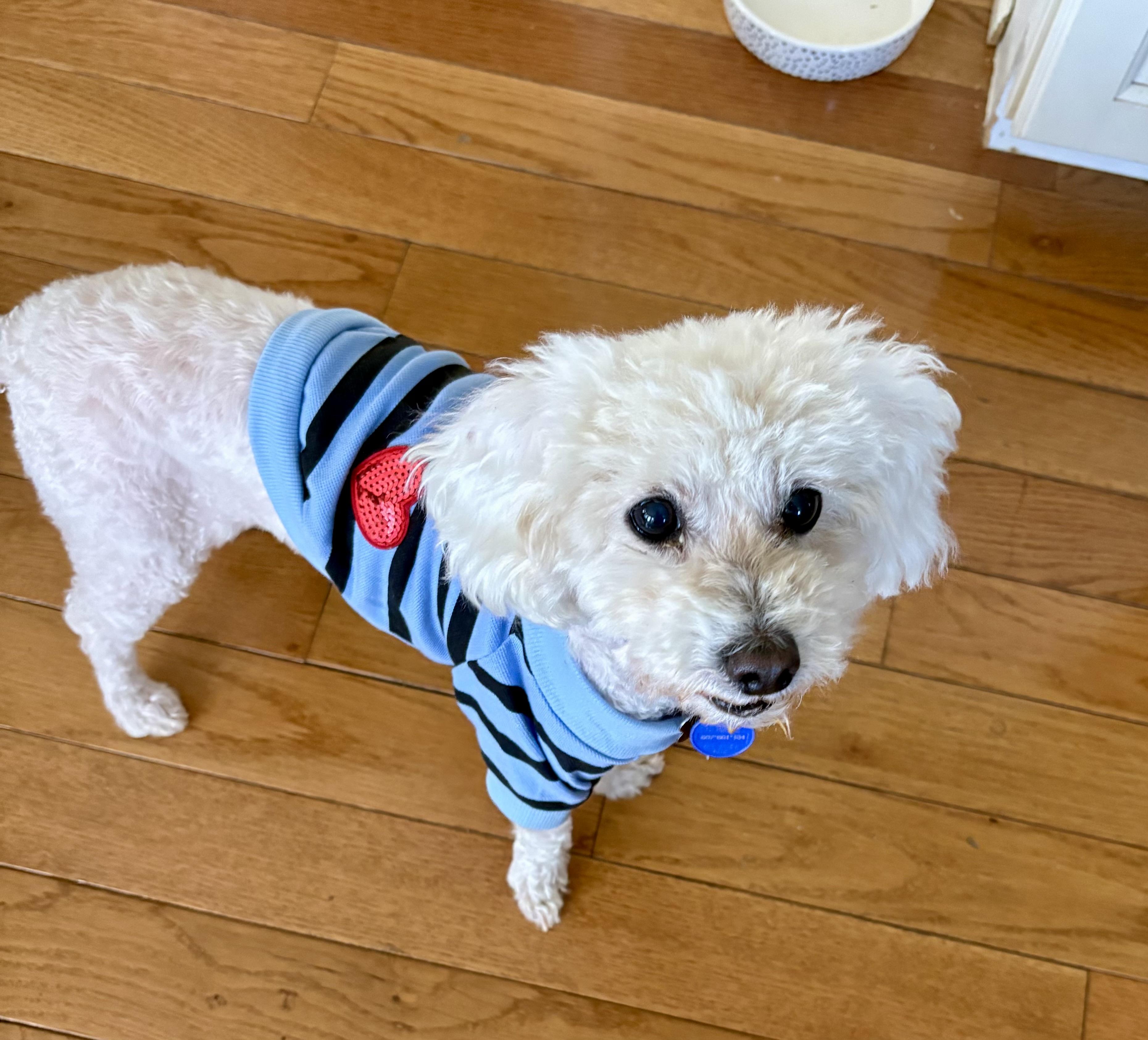 Enlarge TUCKER , a ADOPTABLE Miniature Poodle in Media, PA image 5/6