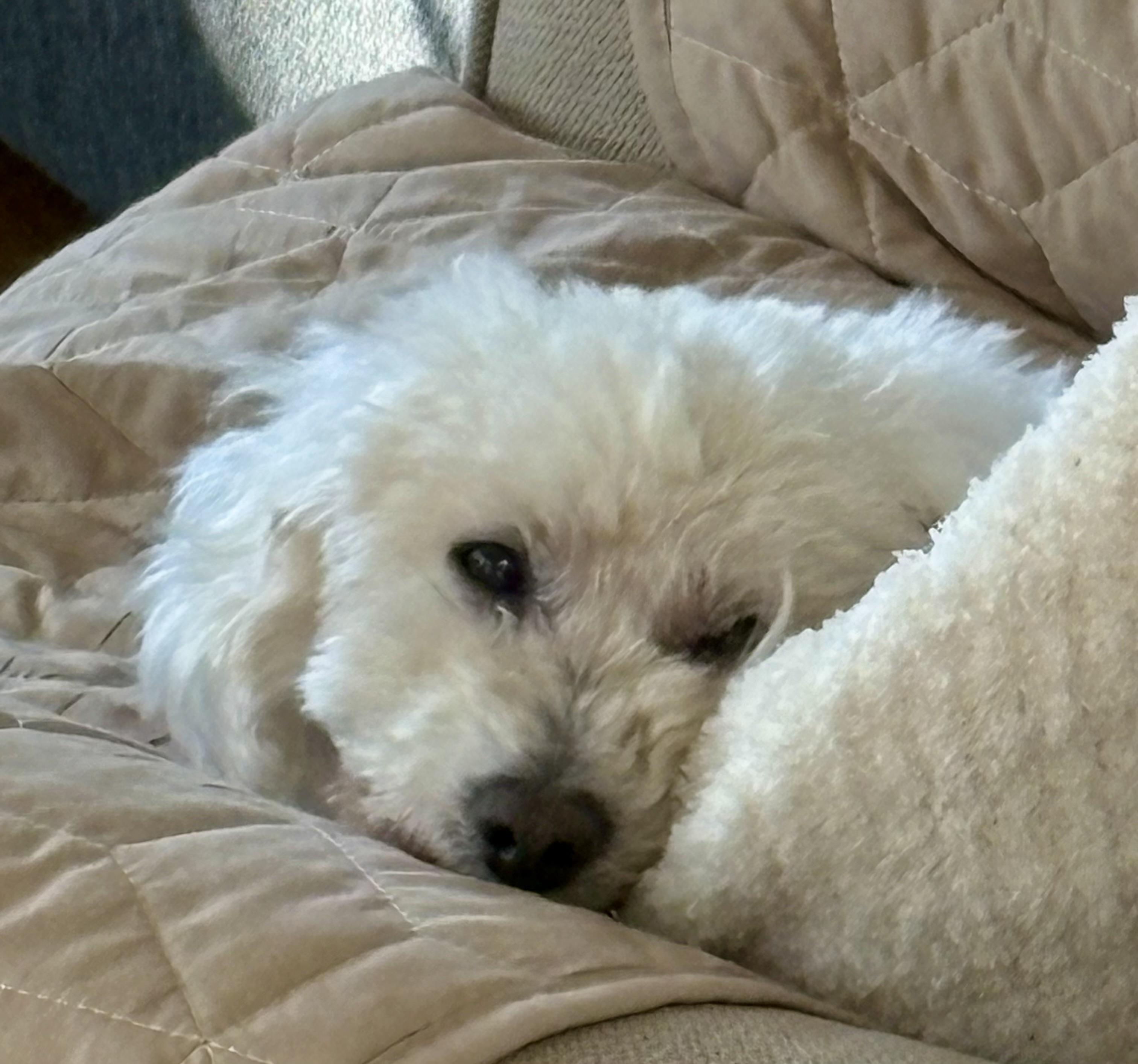 Enlarge TUCKER , a ADOPTABLE Miniature Poodle in Media, PA image 6/6