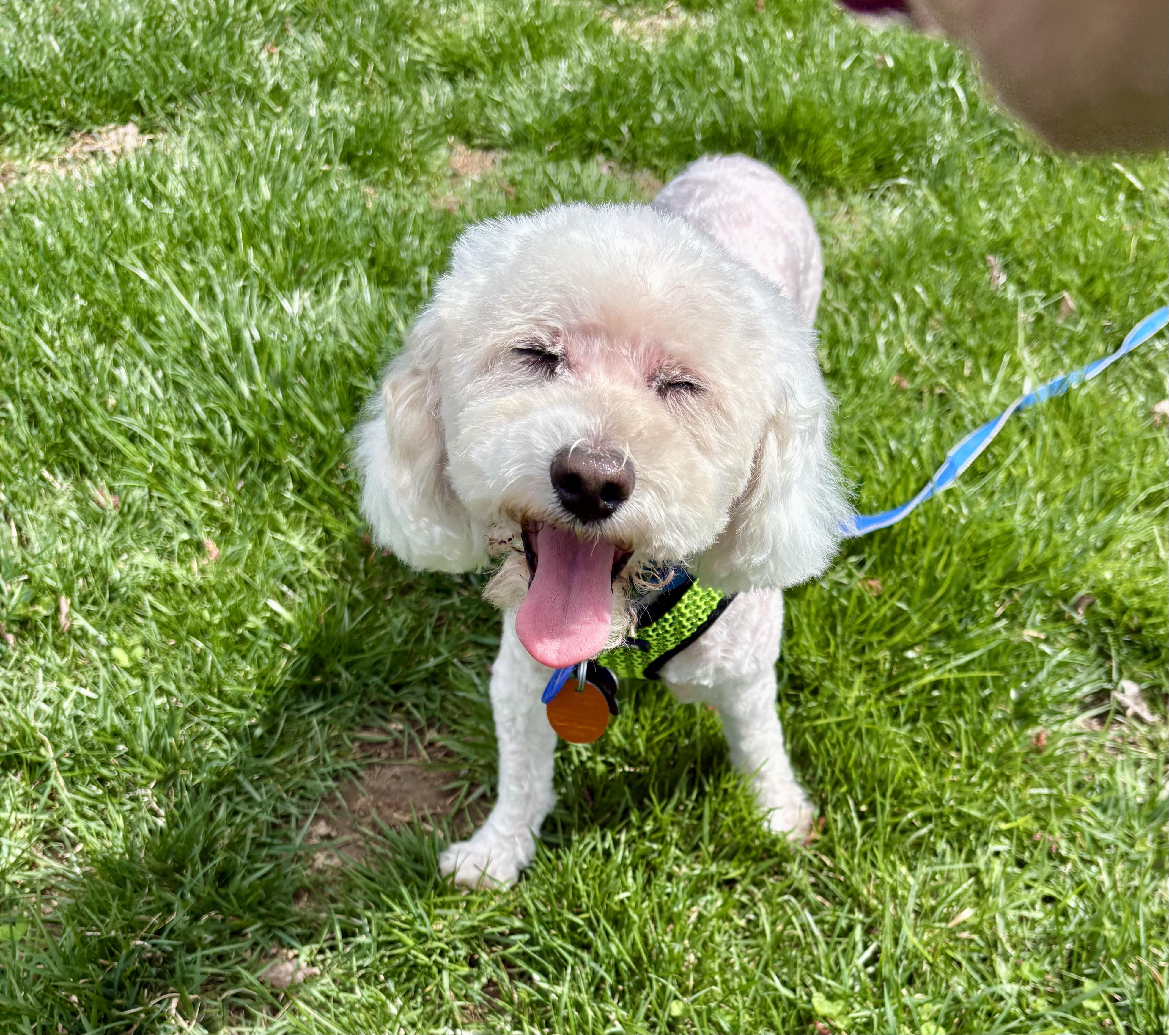 TUCKER , ADOPTABLE, Adult Male Miniature Poodle.