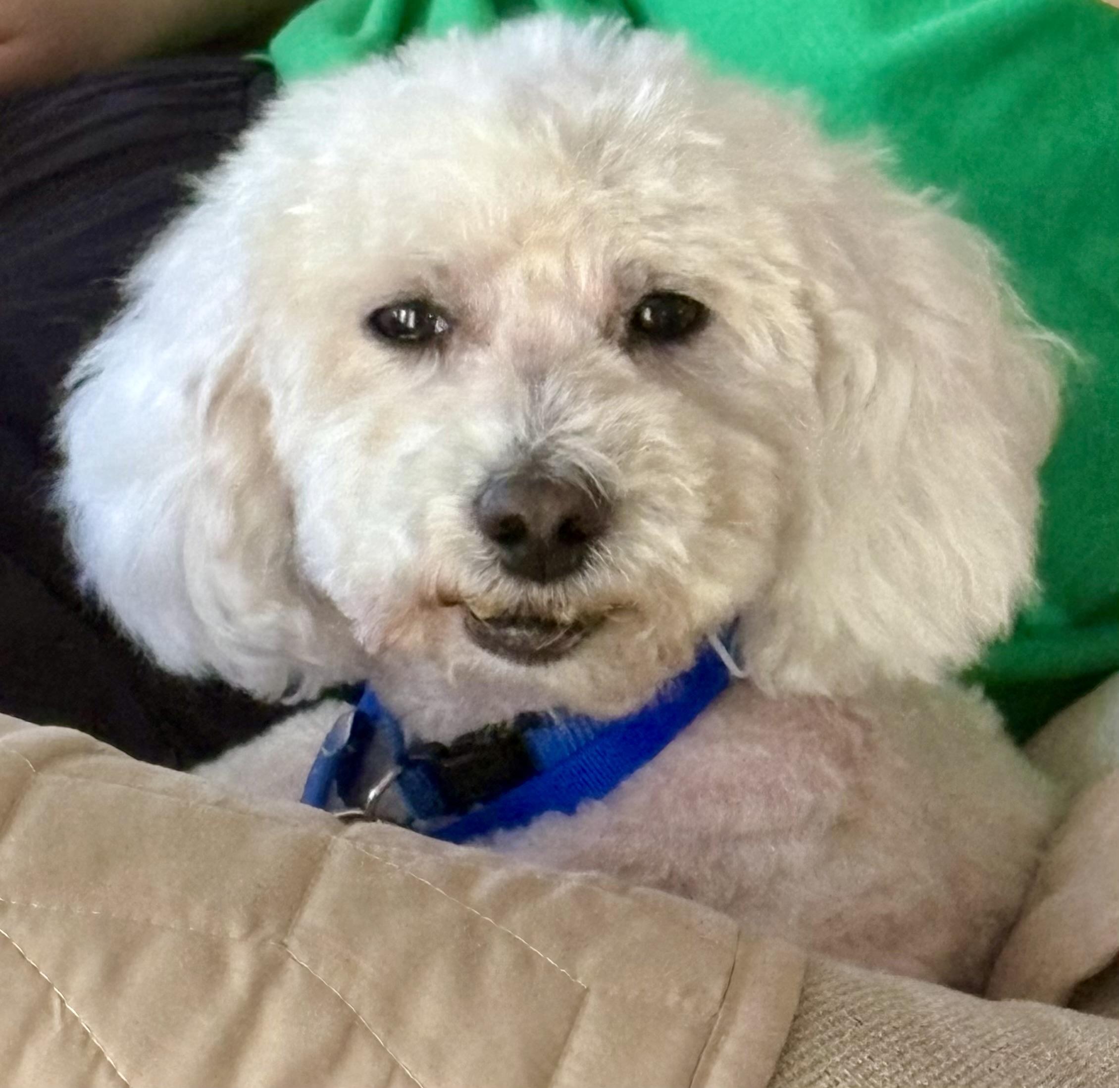 Enlarge TUCKER , a ADOPTABLE Miniature Poodle in Media, PA image 3/6