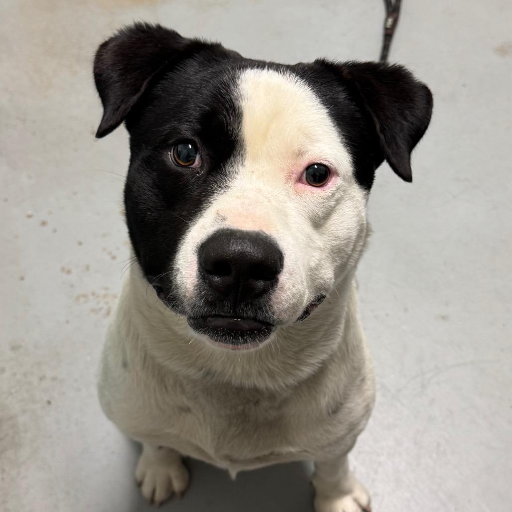 Grizz, a Adoptable Mixed Breed in Troy, IL image 3/6